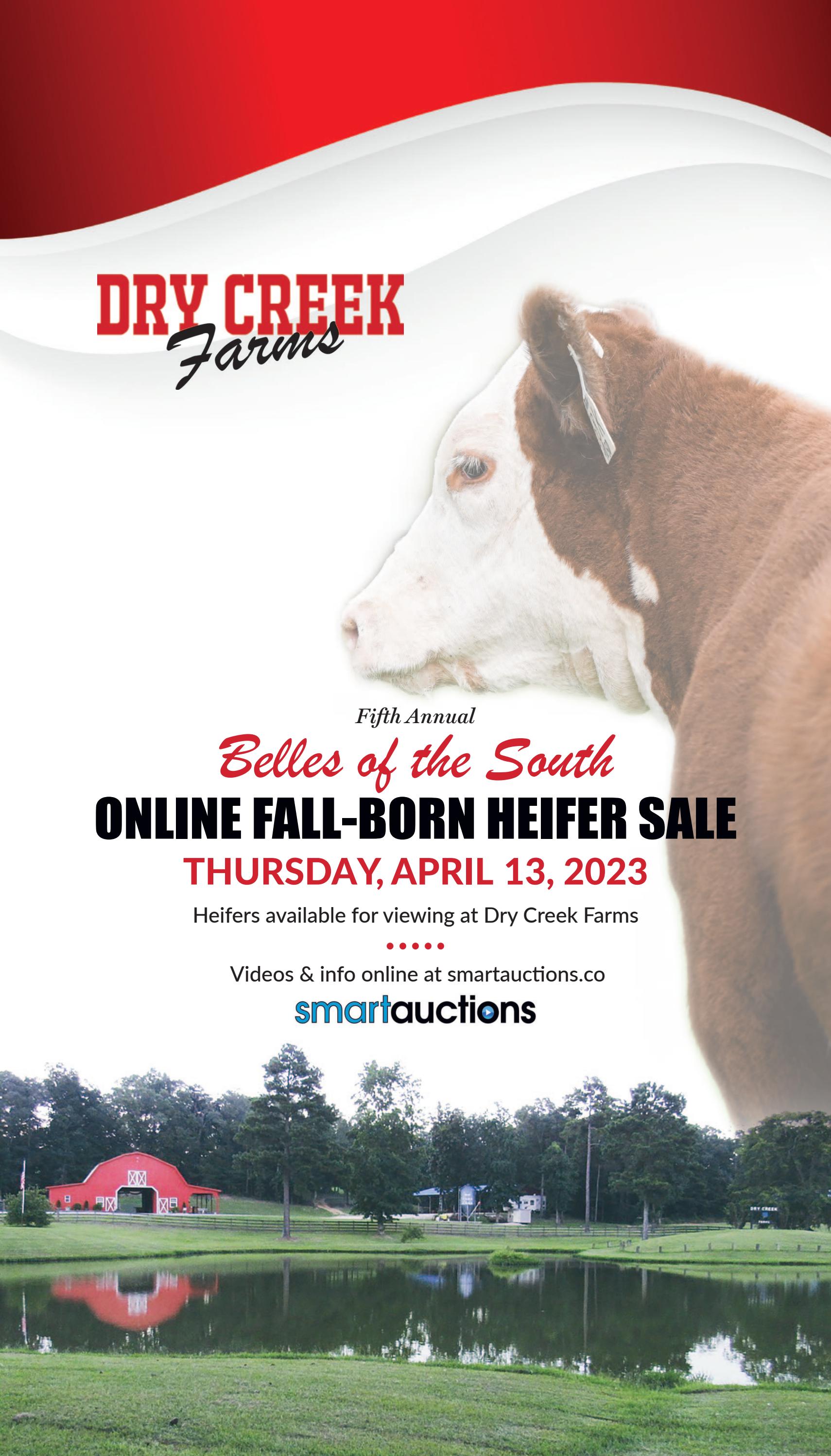 DRY CREEK FARMS 2023 FALL BORN HEIFER SALE by Drycreekfarm01 Issuu