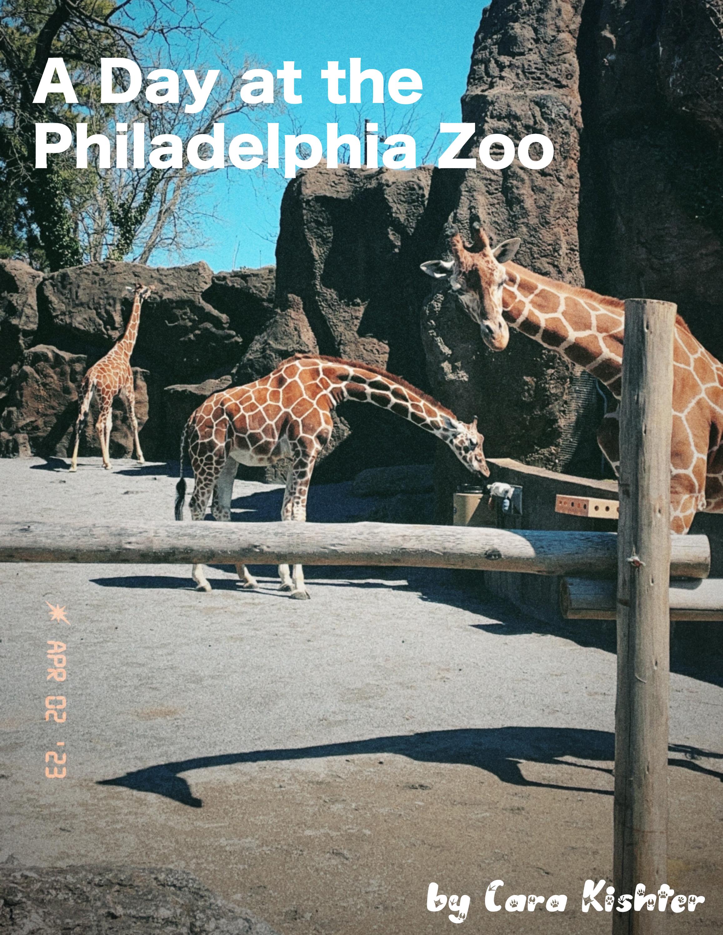 A Day at the Philadelphia Zoo by Cara Kishter Issuu