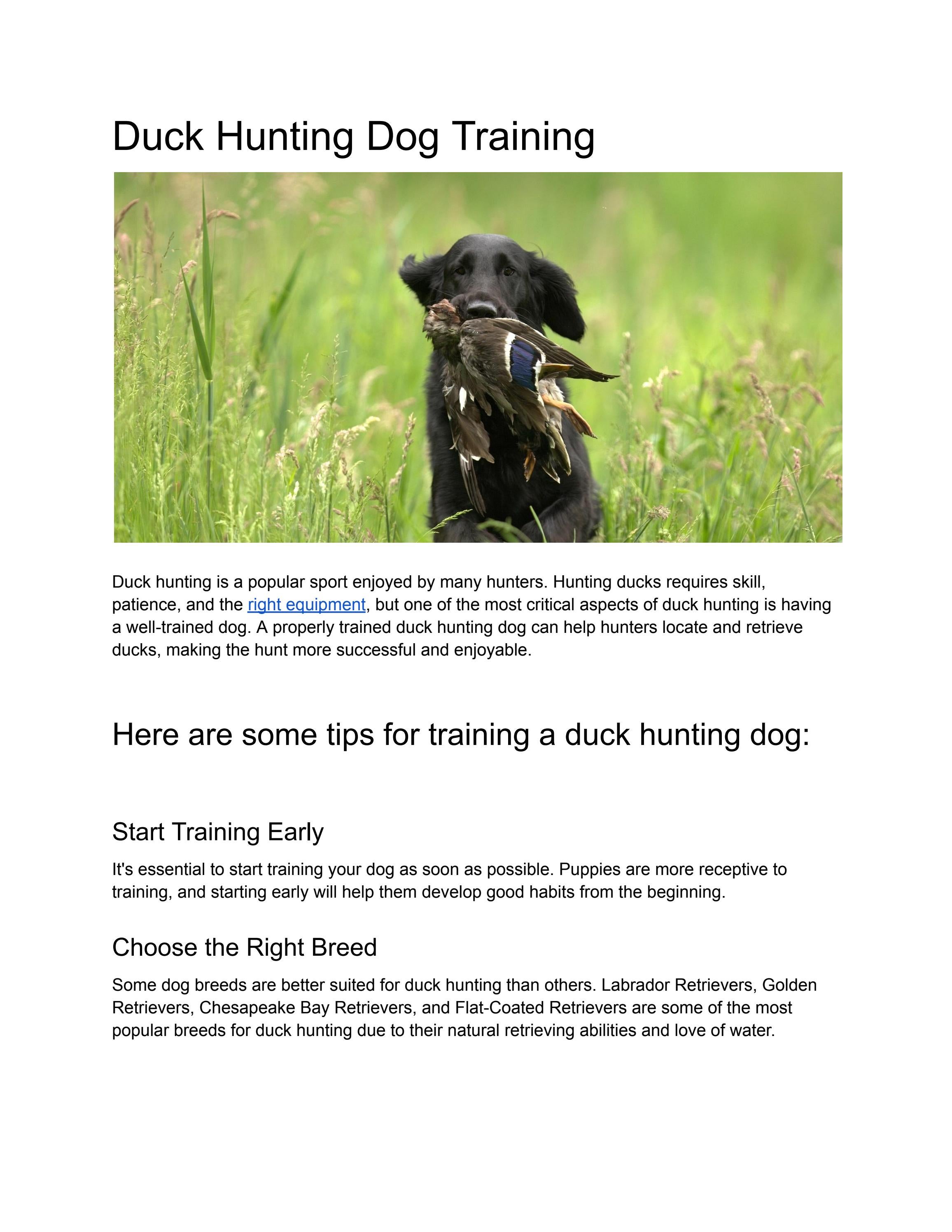 Duck Hunting Dog Training by rurisnow Issuu