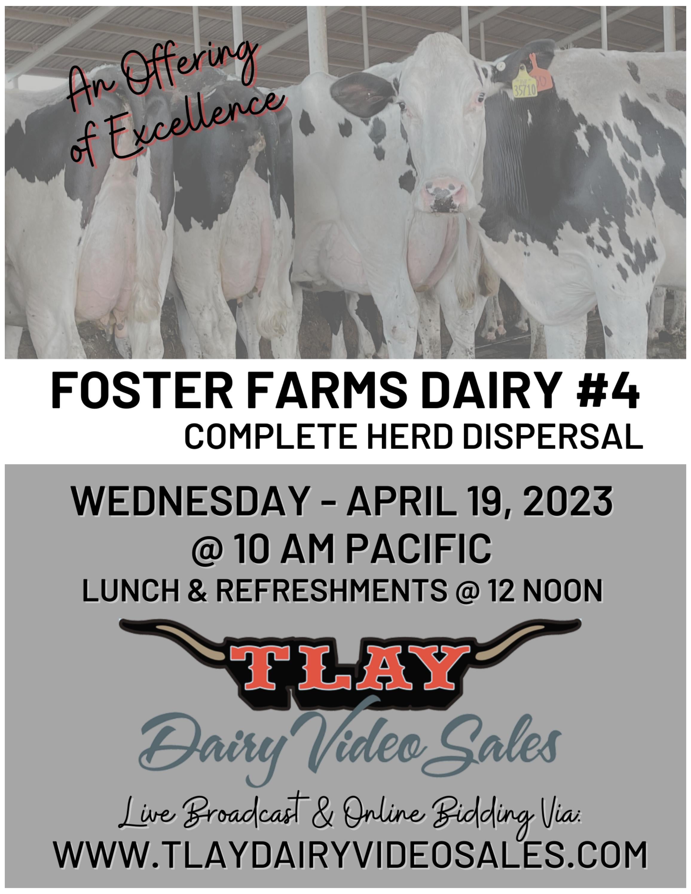 FOSTER FARMS DAIRY 4 COMPLETE DISPERSAL by TURLOCK LIVESTOCK AUCTION