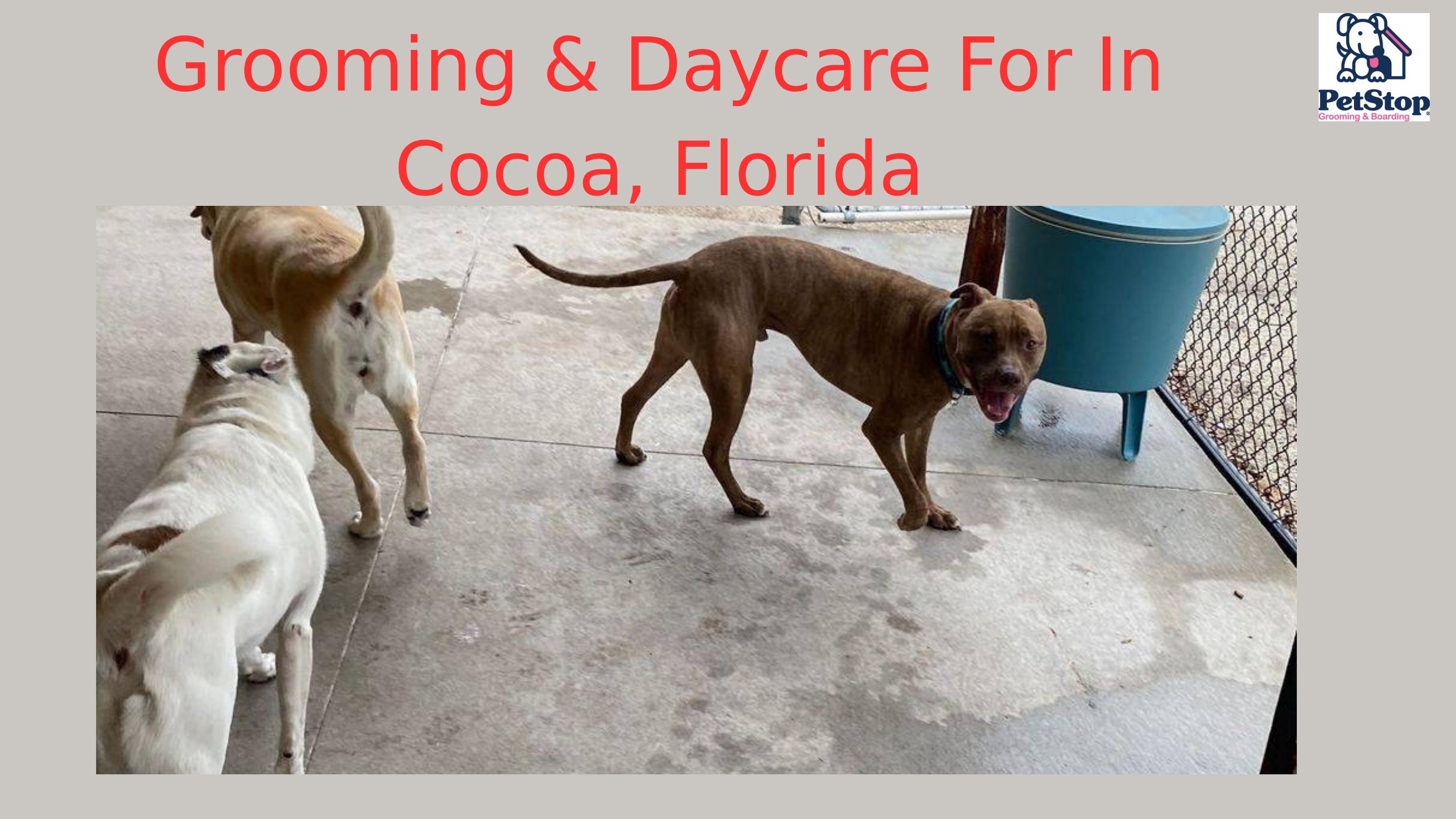 A Top Dog Daycare & Grooming Facility In Cocoa, FL by Pet Stop Grooming