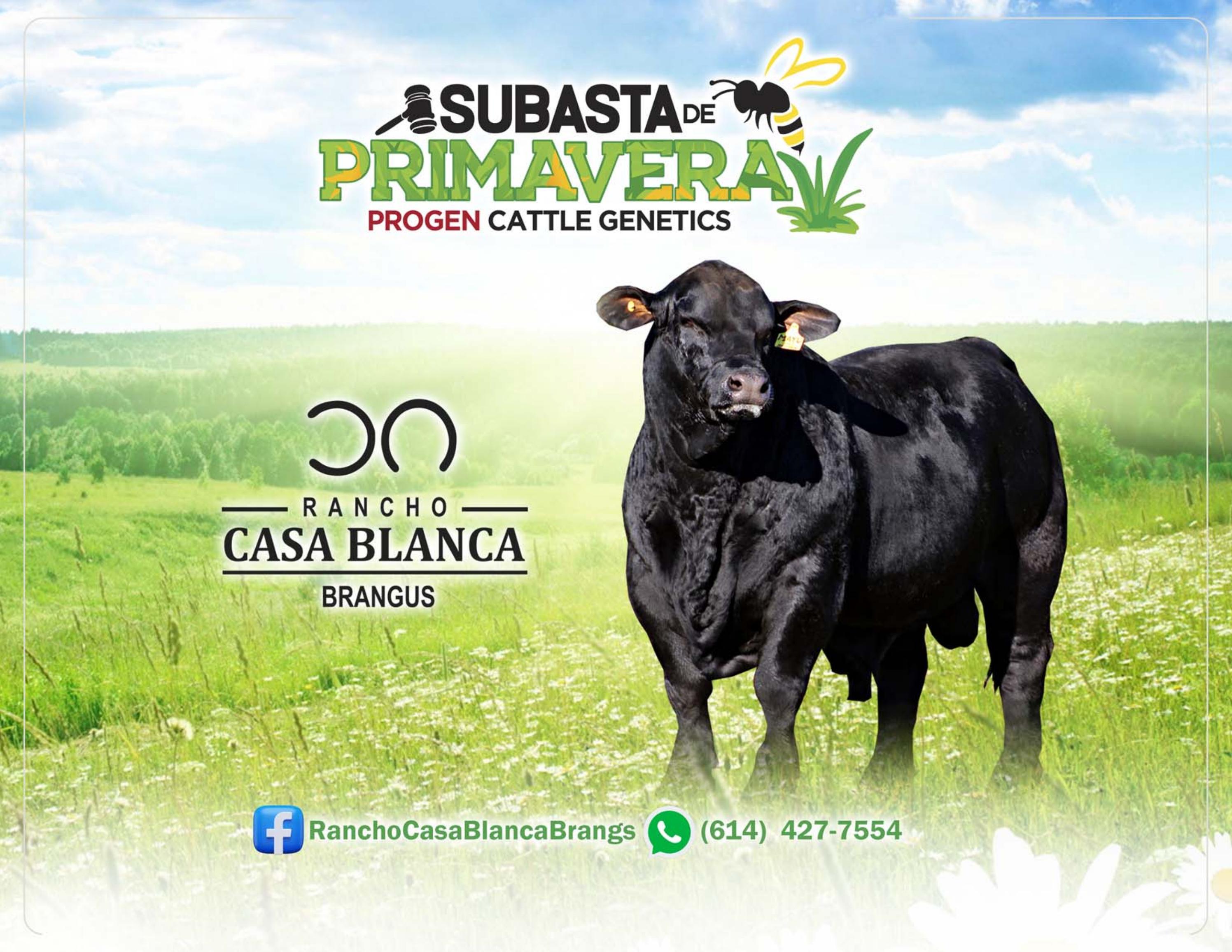 Catalogo Rancho Casa Blanca Subasta PROGEN Primavera by