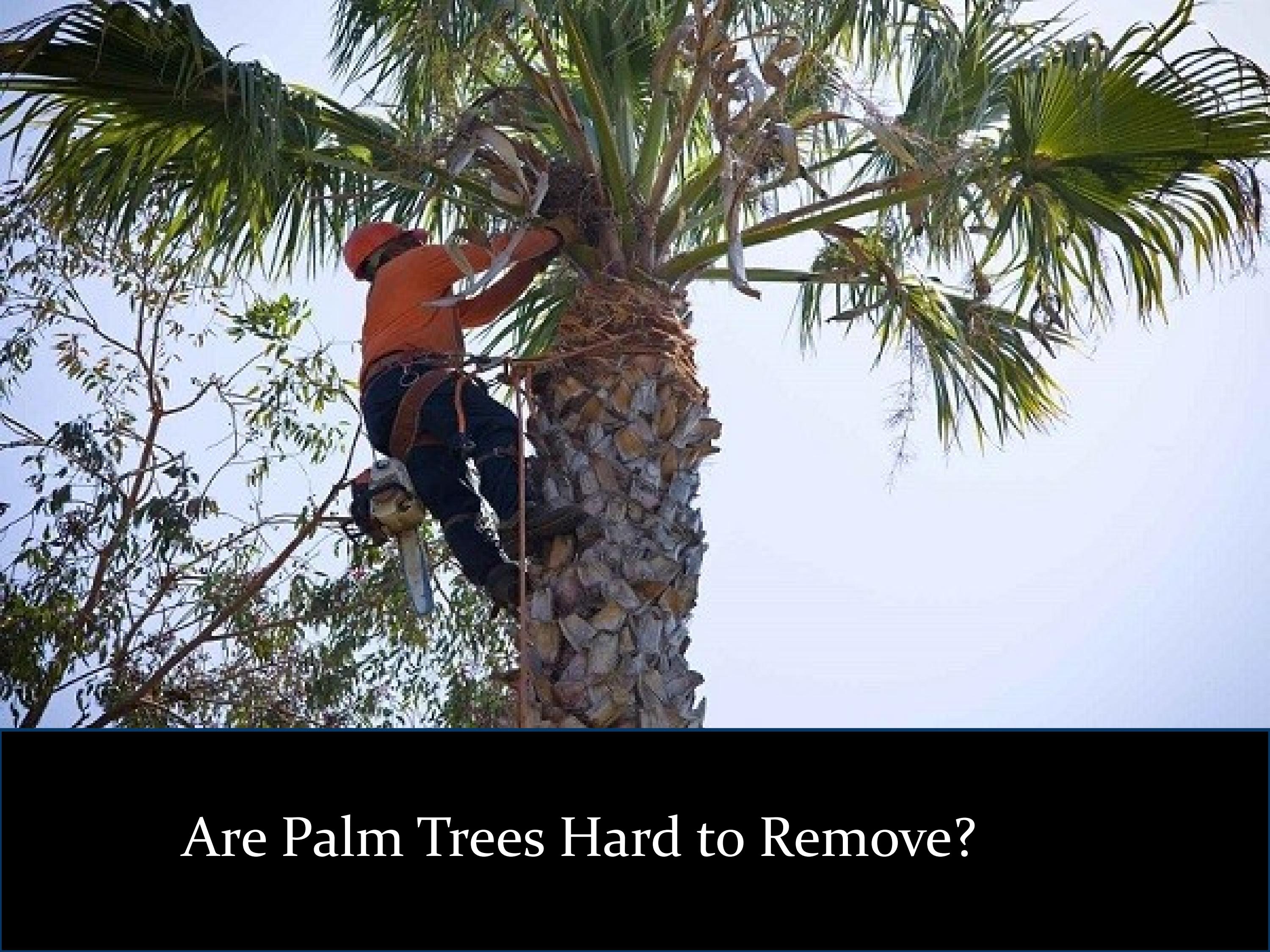 Are Palm Trees Hard to Remove? by J & B Tree Service Issuu