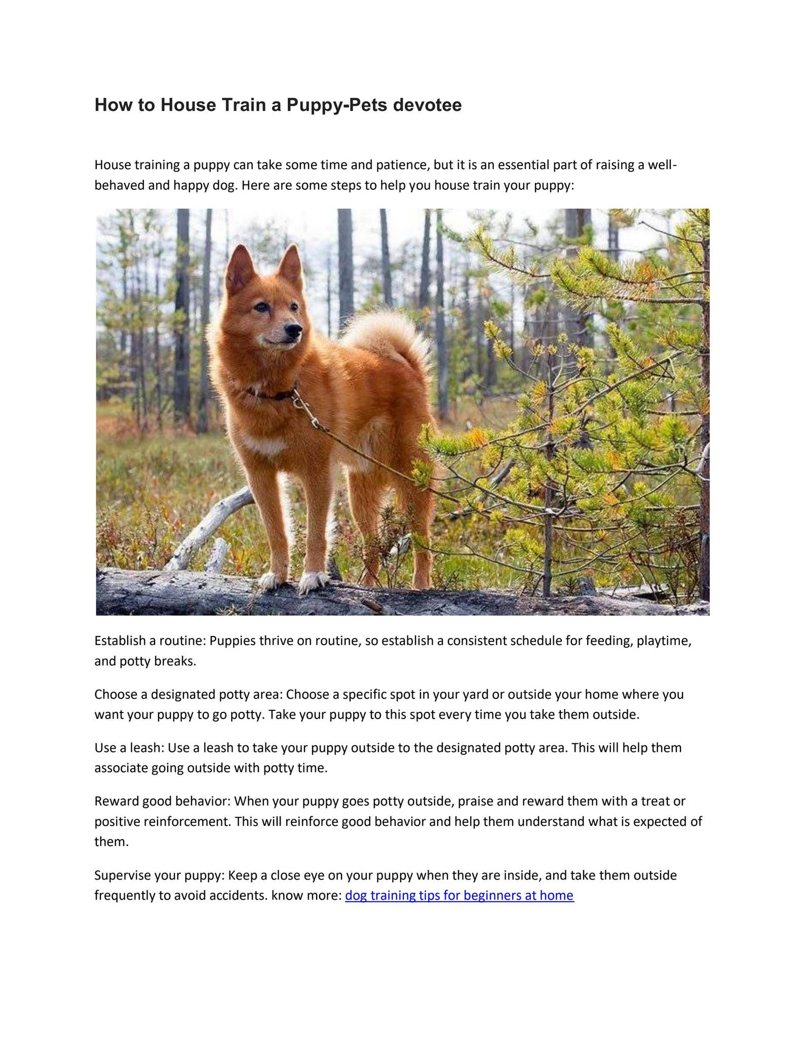 How to House Train a Puppy-Pets devotee by petsdevotee - Issuu