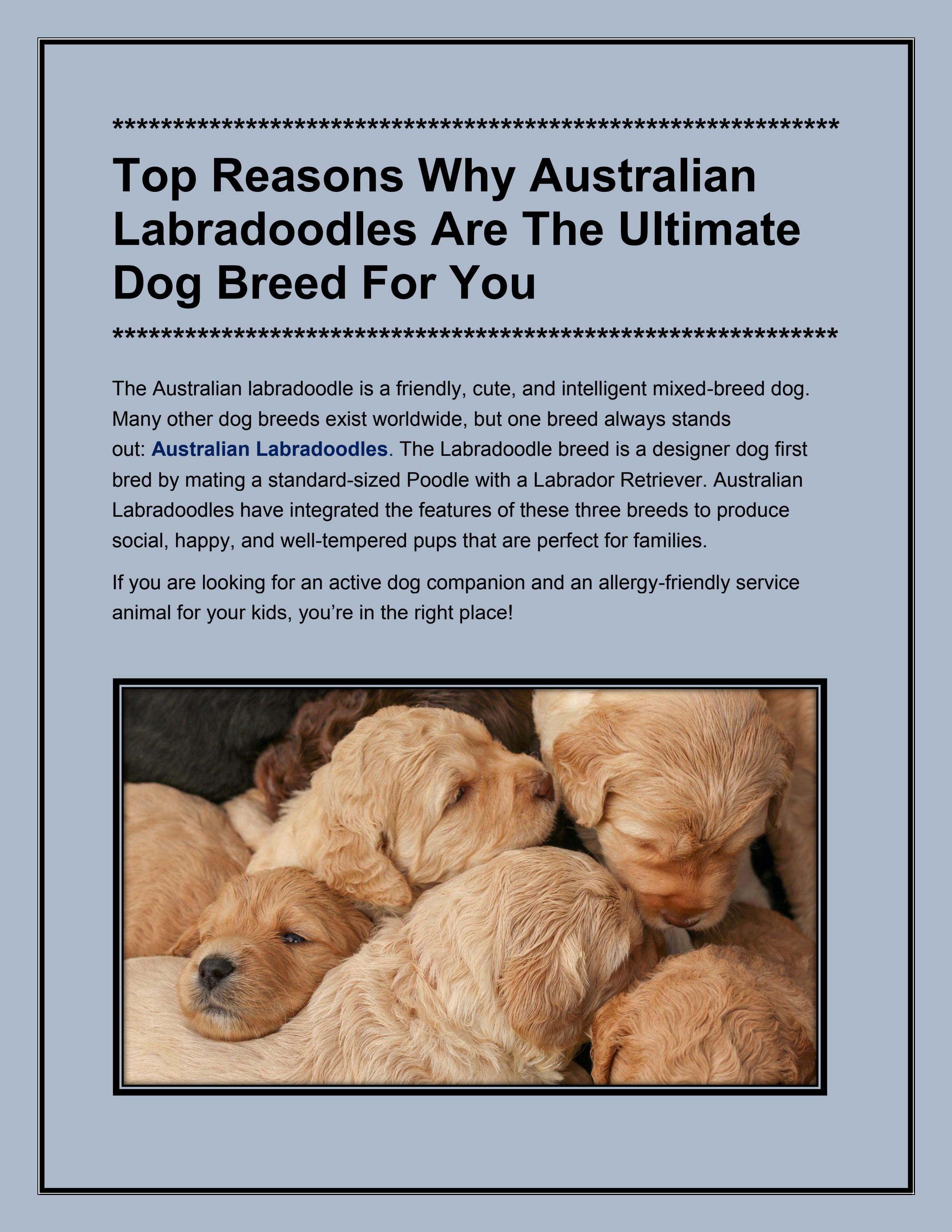 Top Reasons Why Australian Labradoodles Are The Ultimate Dog Breed For You by Hidden Springs