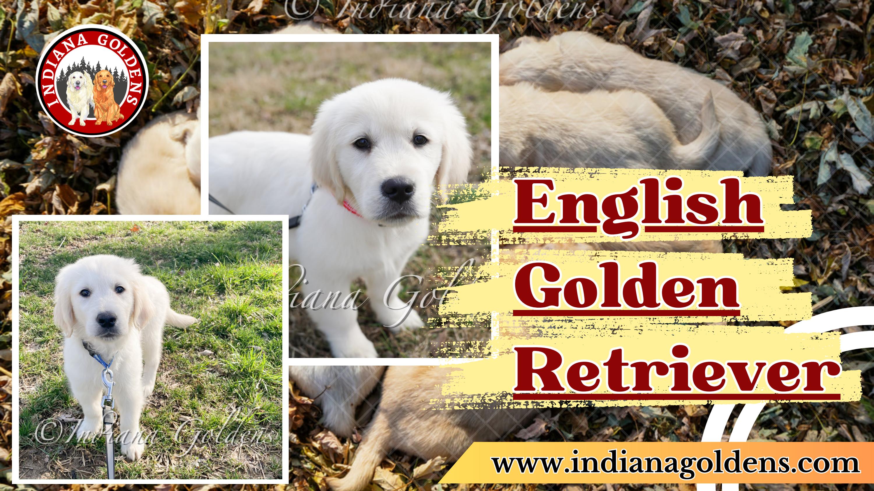 British Golden Retriever