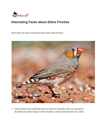 Interesting Facts about Zebra Finches by petsdevotee - Issuu