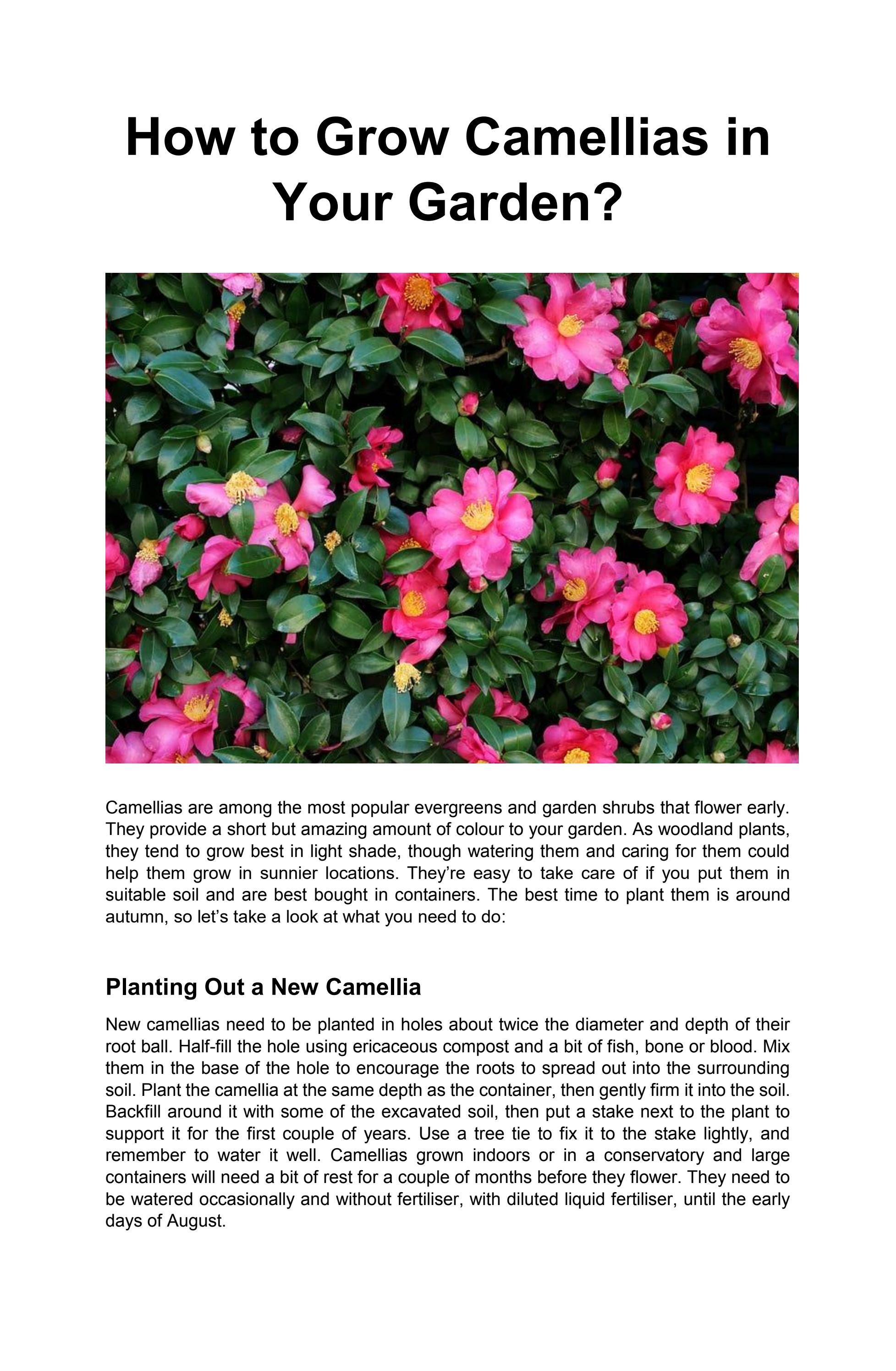 How to Grow Camellias in Your Garden by Local Gardeners Issuu