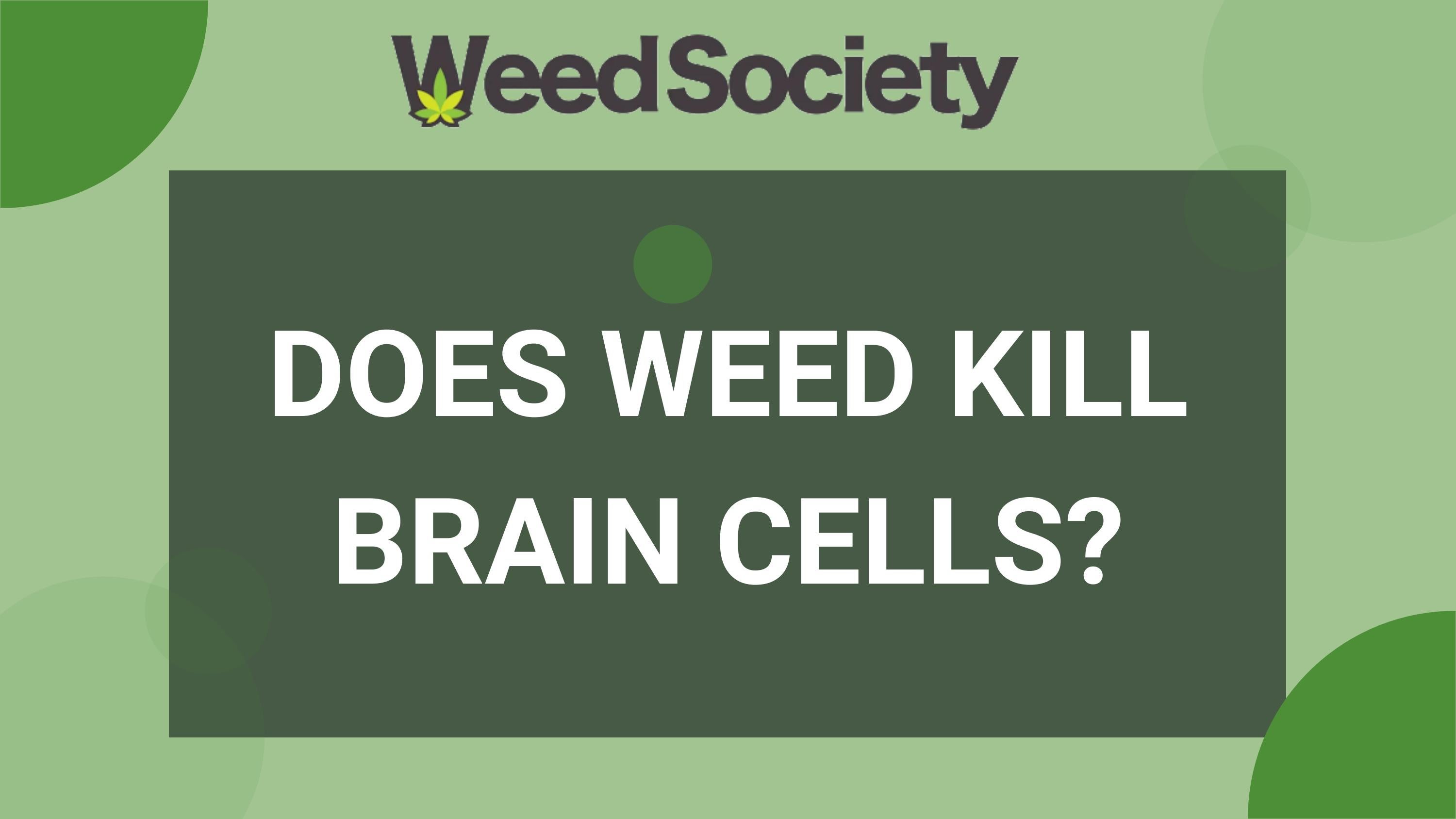 Does Weed Kill Brain Cells? by WeedSociety Issuu