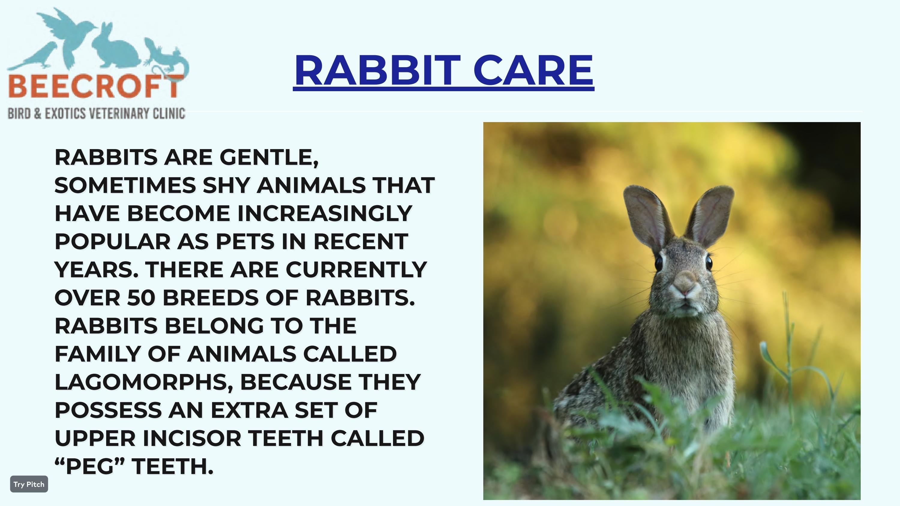Bunny, Rabbit vet specialist Singapore by Beecroft Birds & Exotics