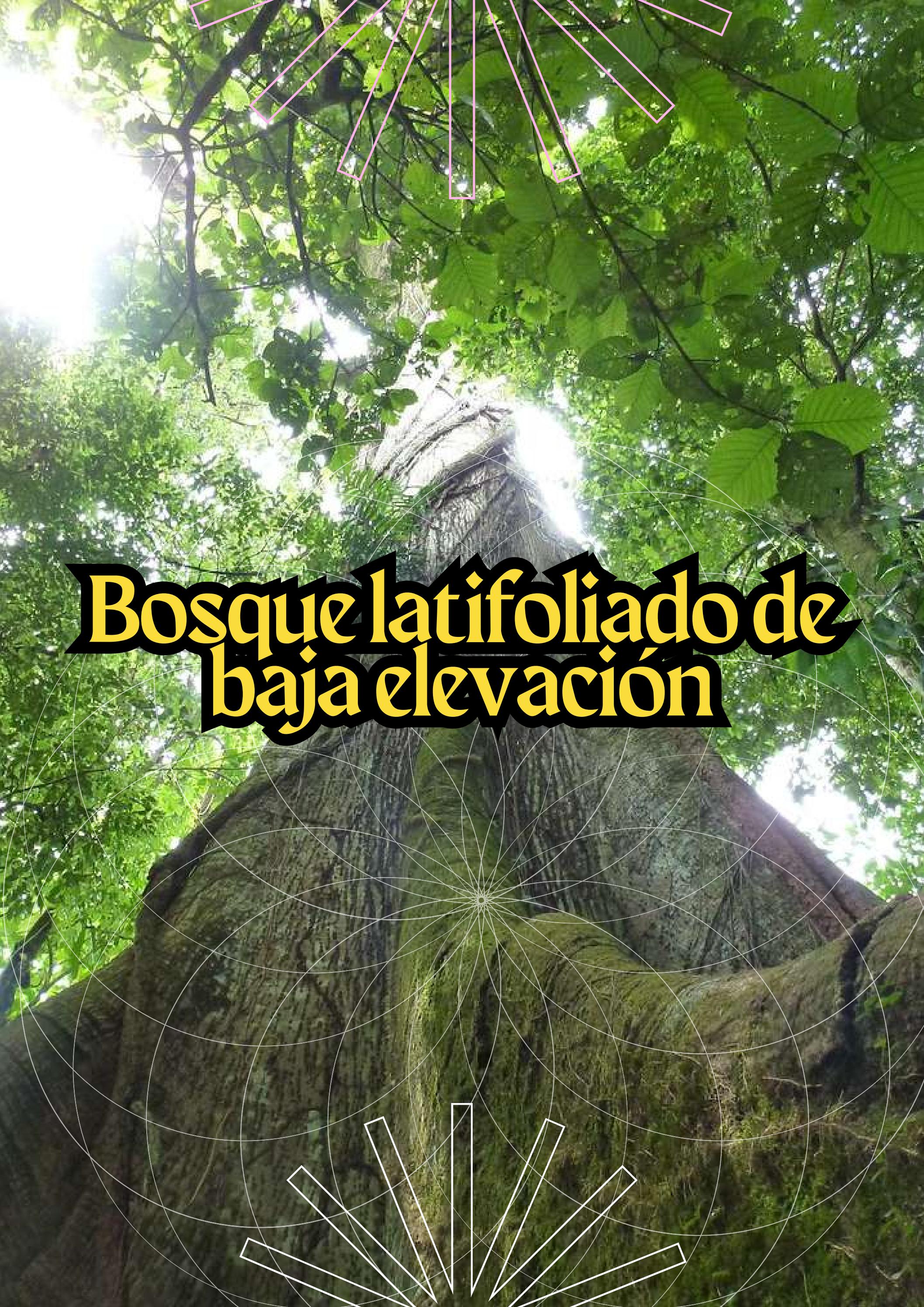 Bosque Latifoliado de Baja Elevación by Hellen Adriana Chinchilla