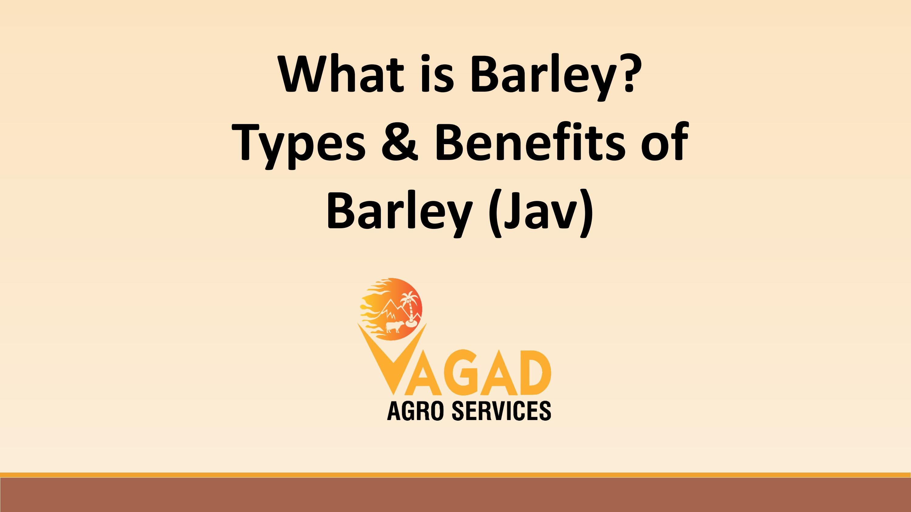 What is Barley? Types & Benefits of Barley (Jav) by Vagad Agro Services