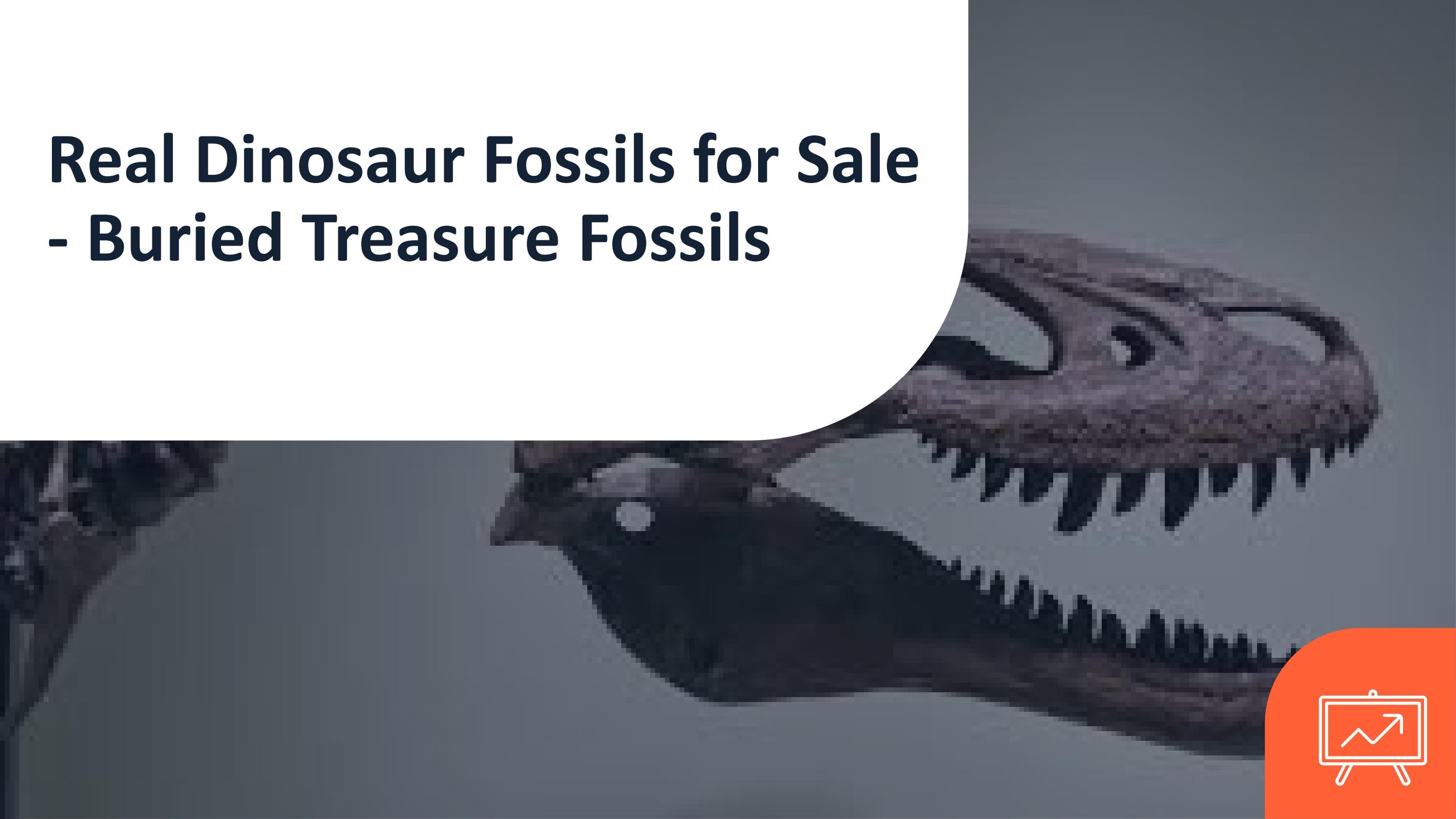 Real Dinosaur Fossils for Sale Buried Treasure Fossils by Buried