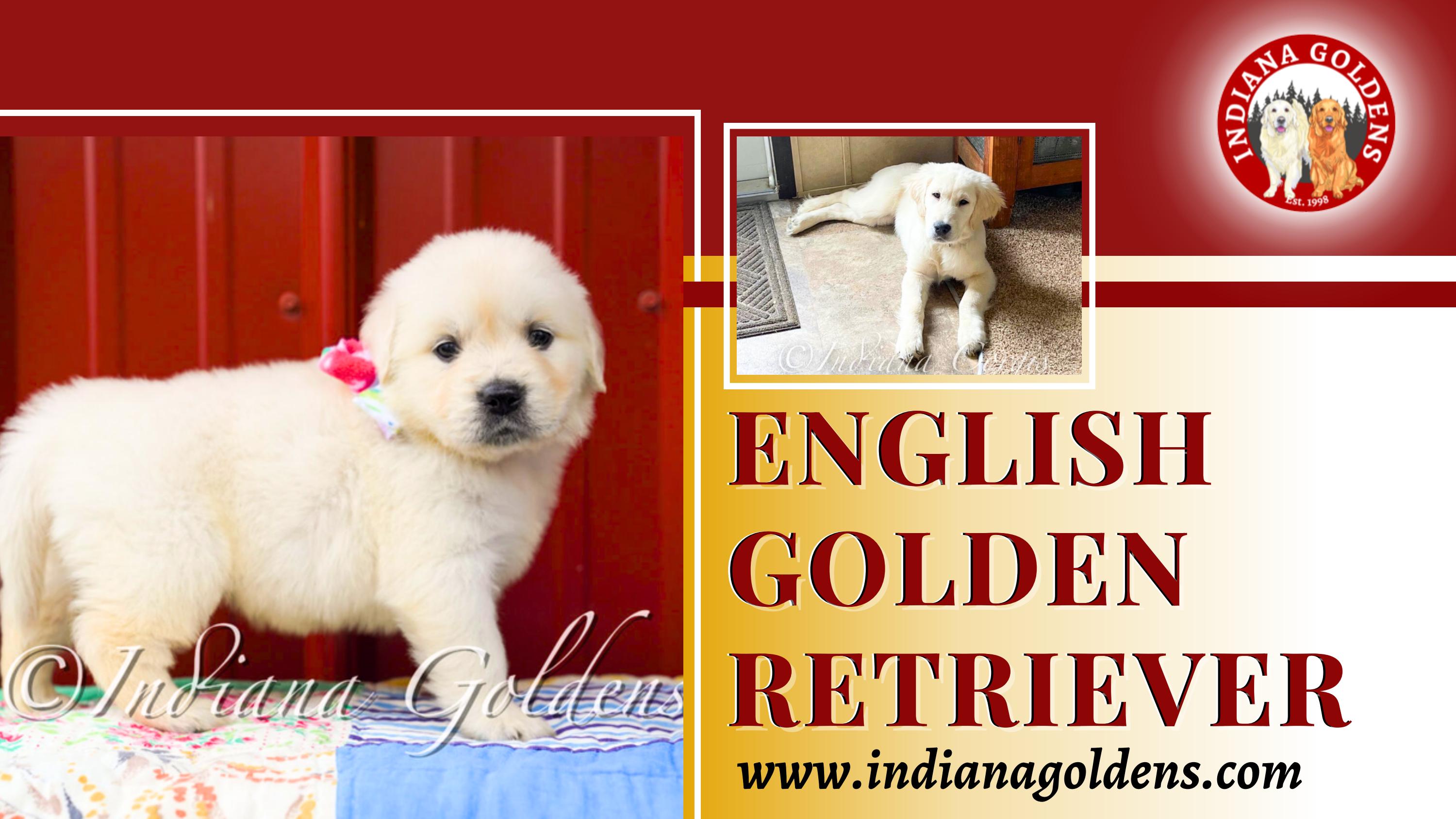 Indiana Goldens Home to Exceptional English Golden Retrievers by Indianagoldensllc Issuu