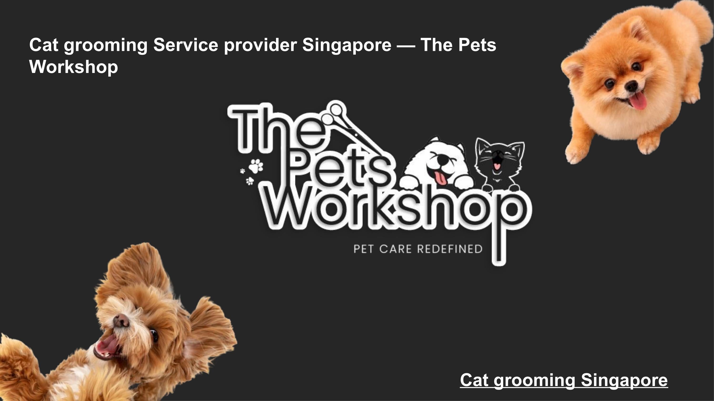 Cat grooming service provider in Singapore — The Pets by the pets Issuu