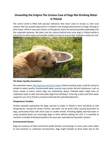 gabapentin dog not drinking