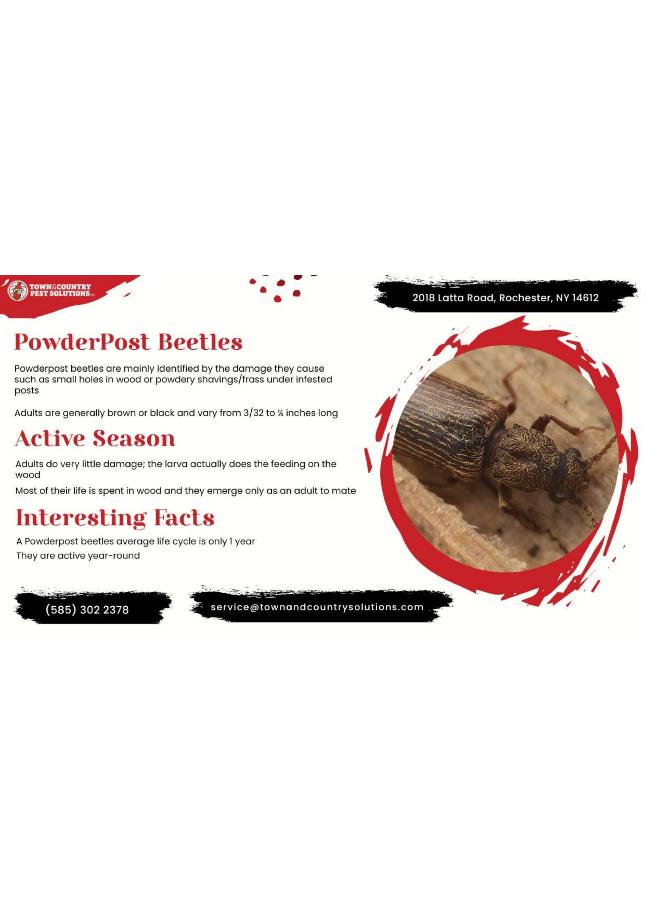 Syracuse commercial pest control Syracuse exterminator by