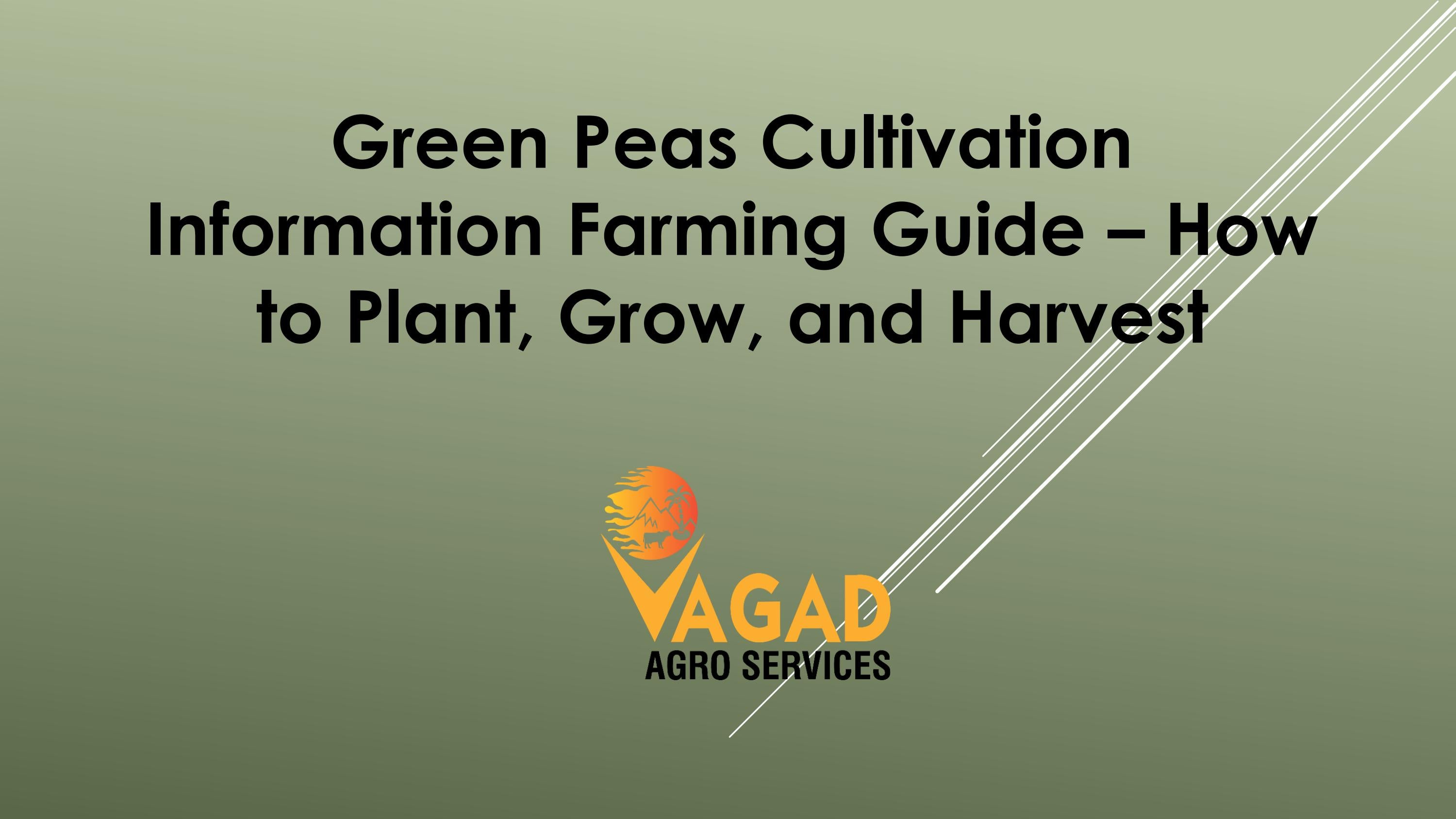 Green Peas Cultivation Information Farming Guide How to Plant, Grow