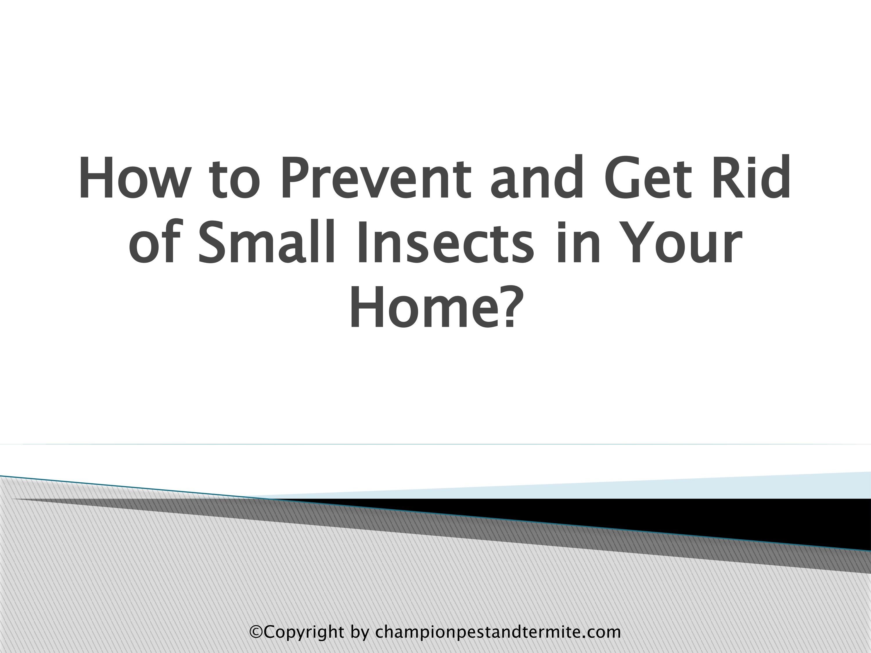 How to Prevent and Get Rid of Small Insects in Your Home? by