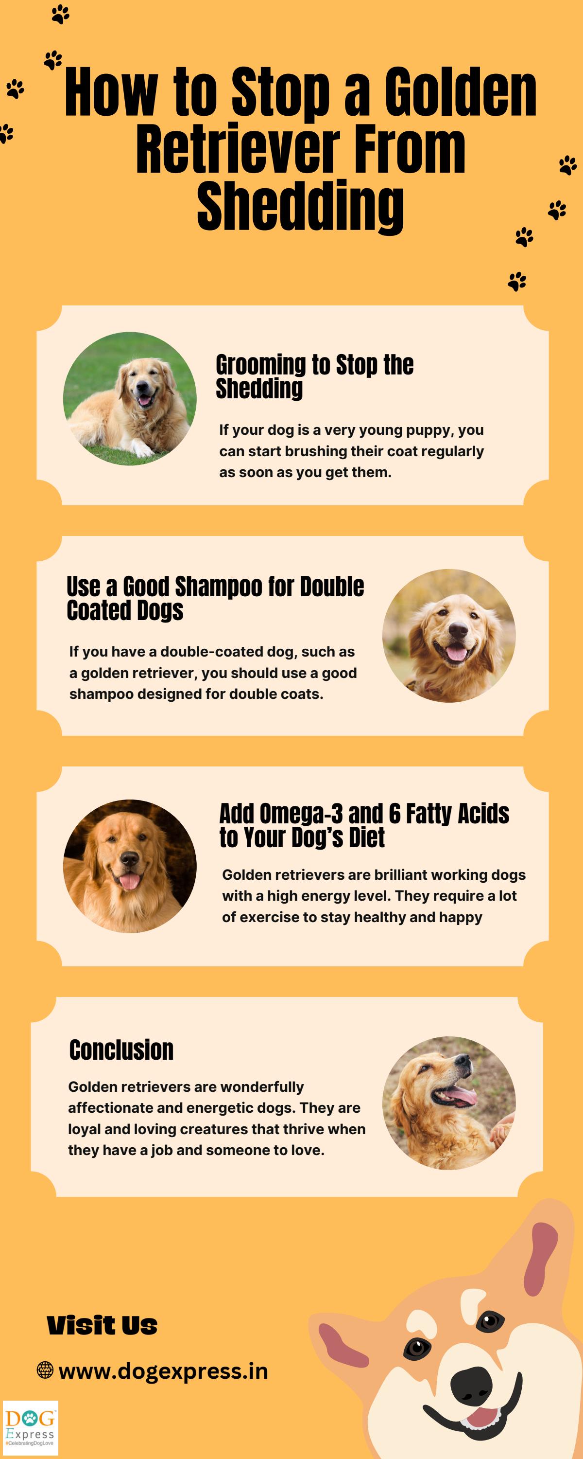 How to Stop a Golden Retriever From Shedding by DogExpress Issuu