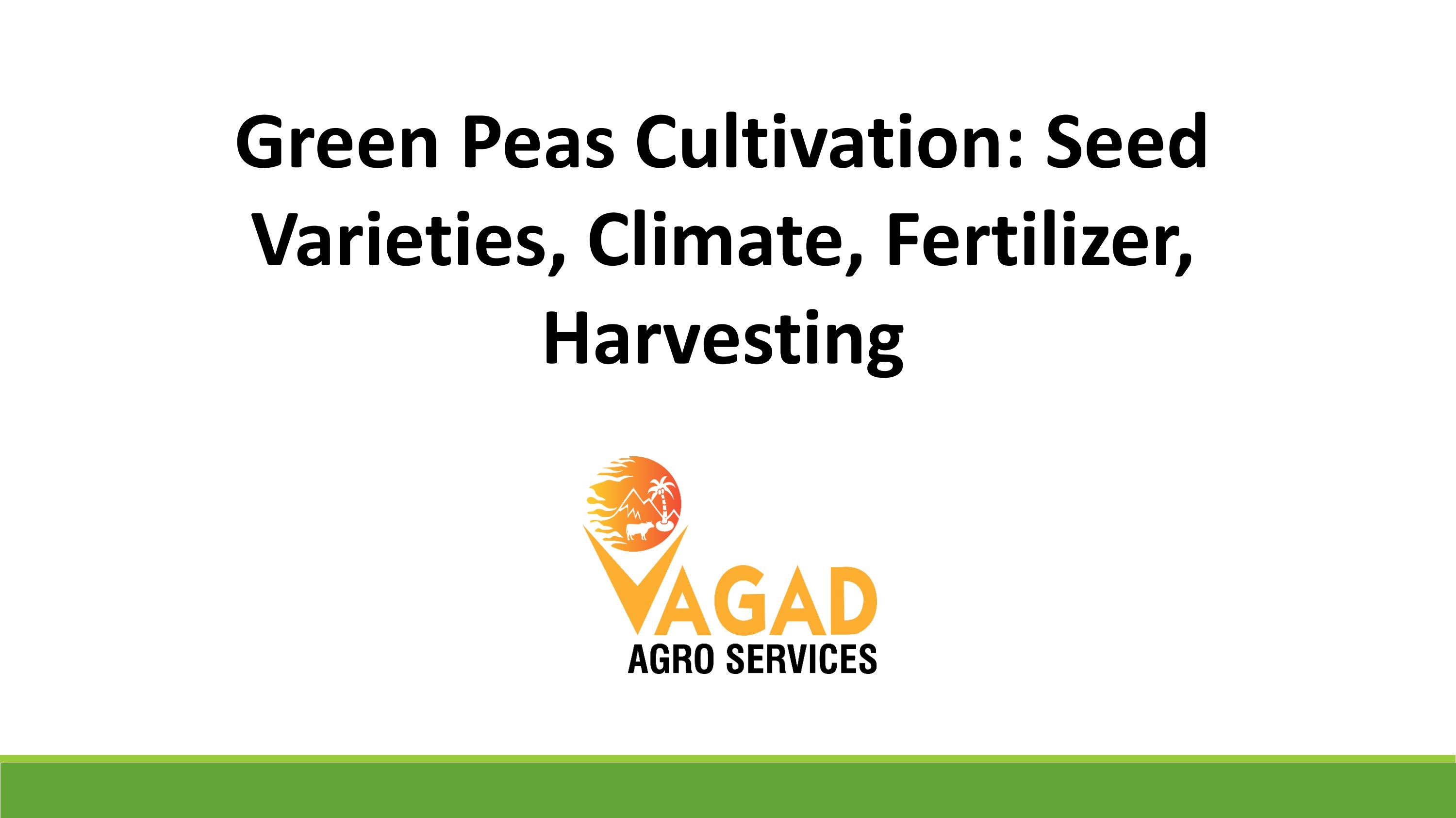 Green Peas Cultivation Seed Varieties, Climate, Fertilizer, Harvesting