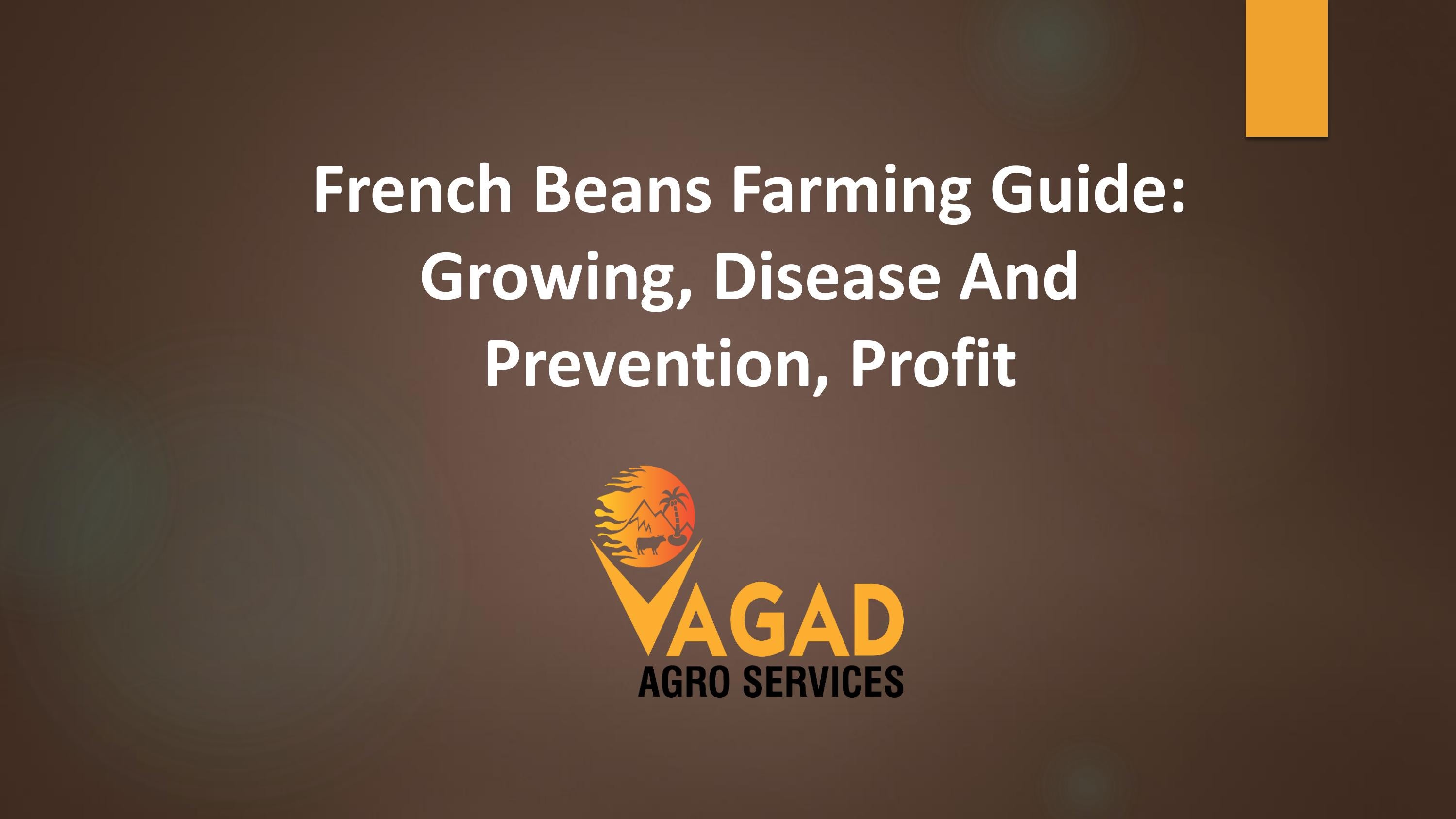 French Beans Farming Guide Growing, Disease And Prevention, Profit by