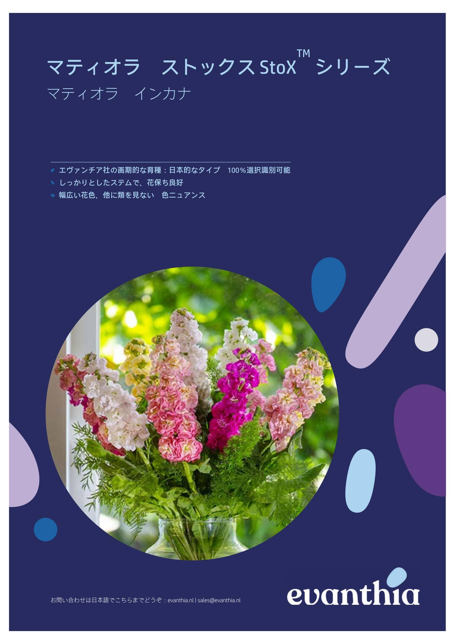 セントポーリア　Zaca's ette 開花株 縞花　希少品種 Issuu