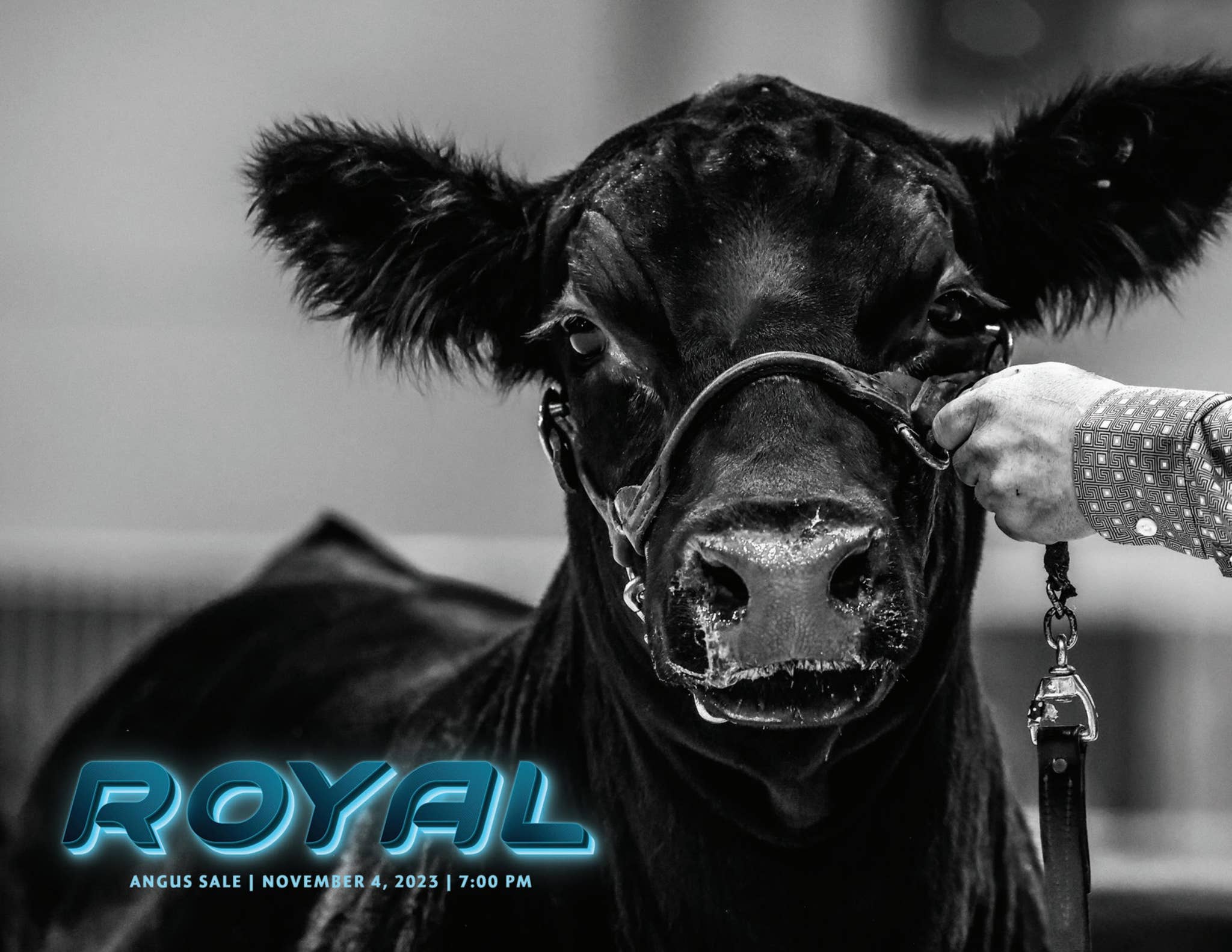 THE ROYAL ANGUS SALE by Today's Publishing Inc. - Issuu