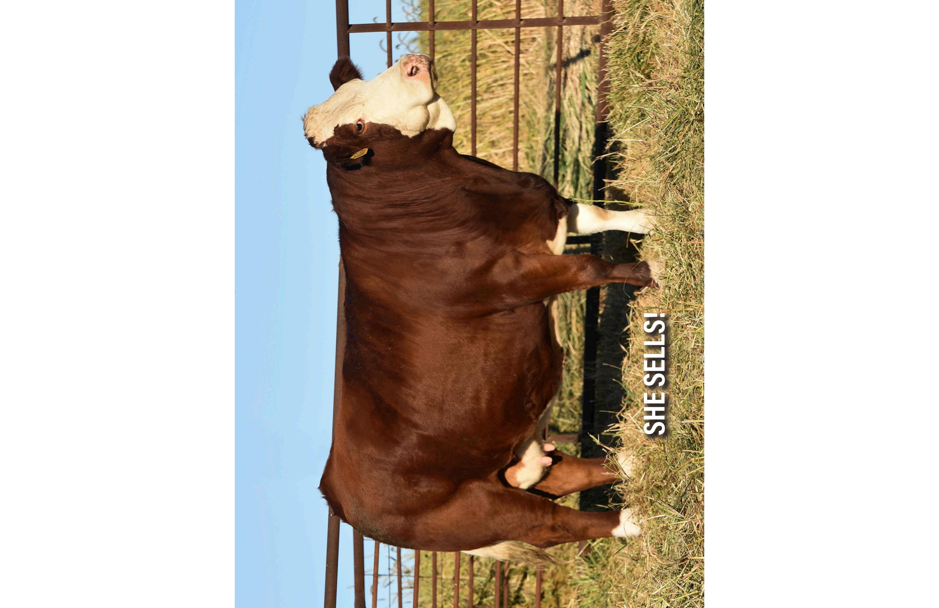 Stanley Martins Major Herd Reduction Sale by Today's Publishing Inc