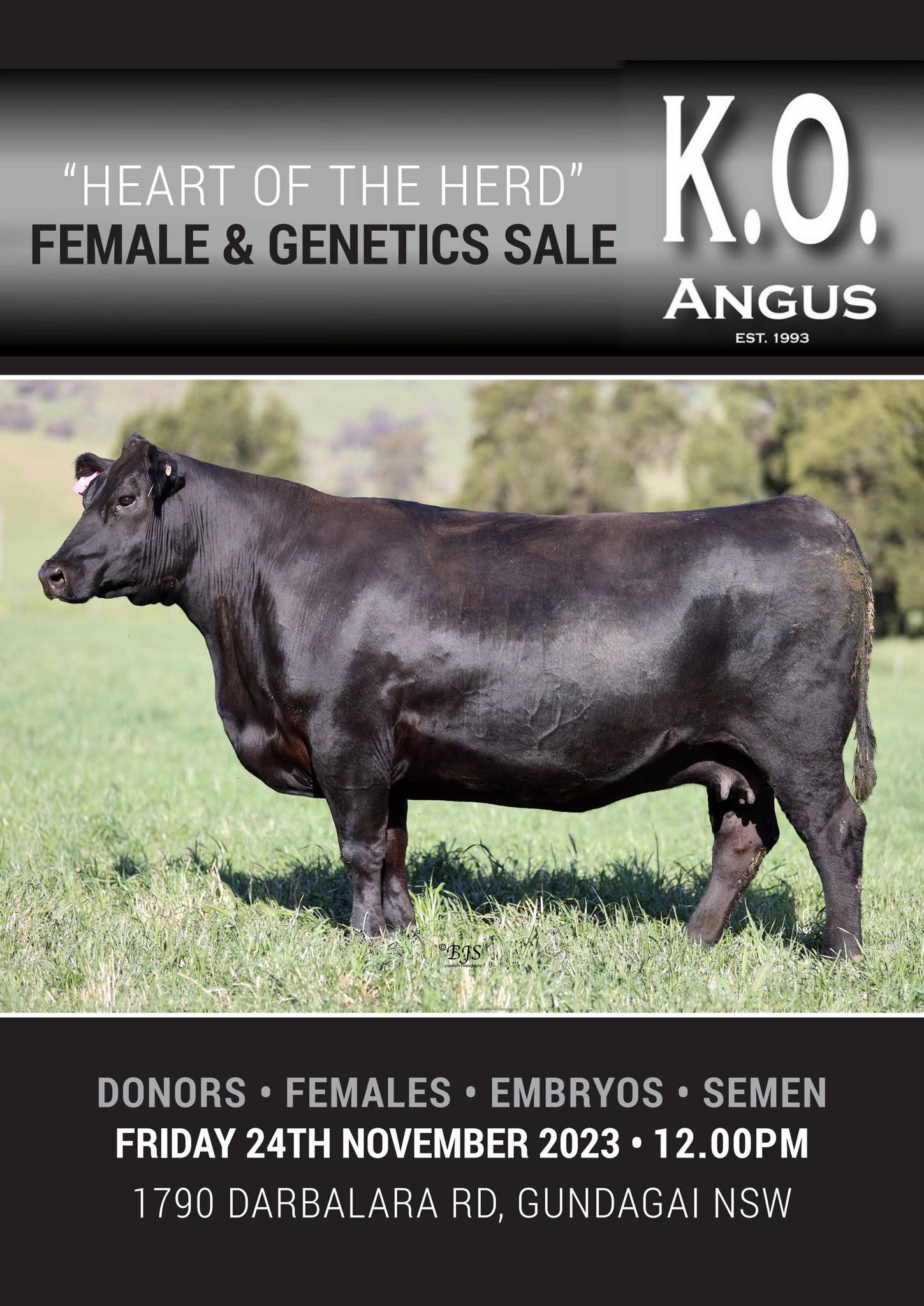 KO Angus 