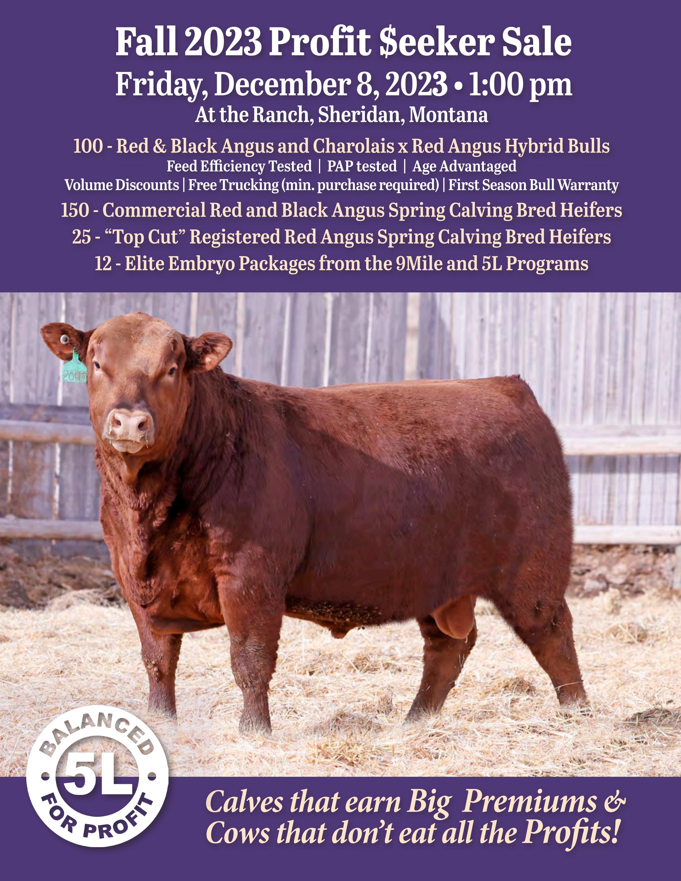 5L Red Angus Fall 2023 Profit eeker Sale by LivestockDirect Issuu