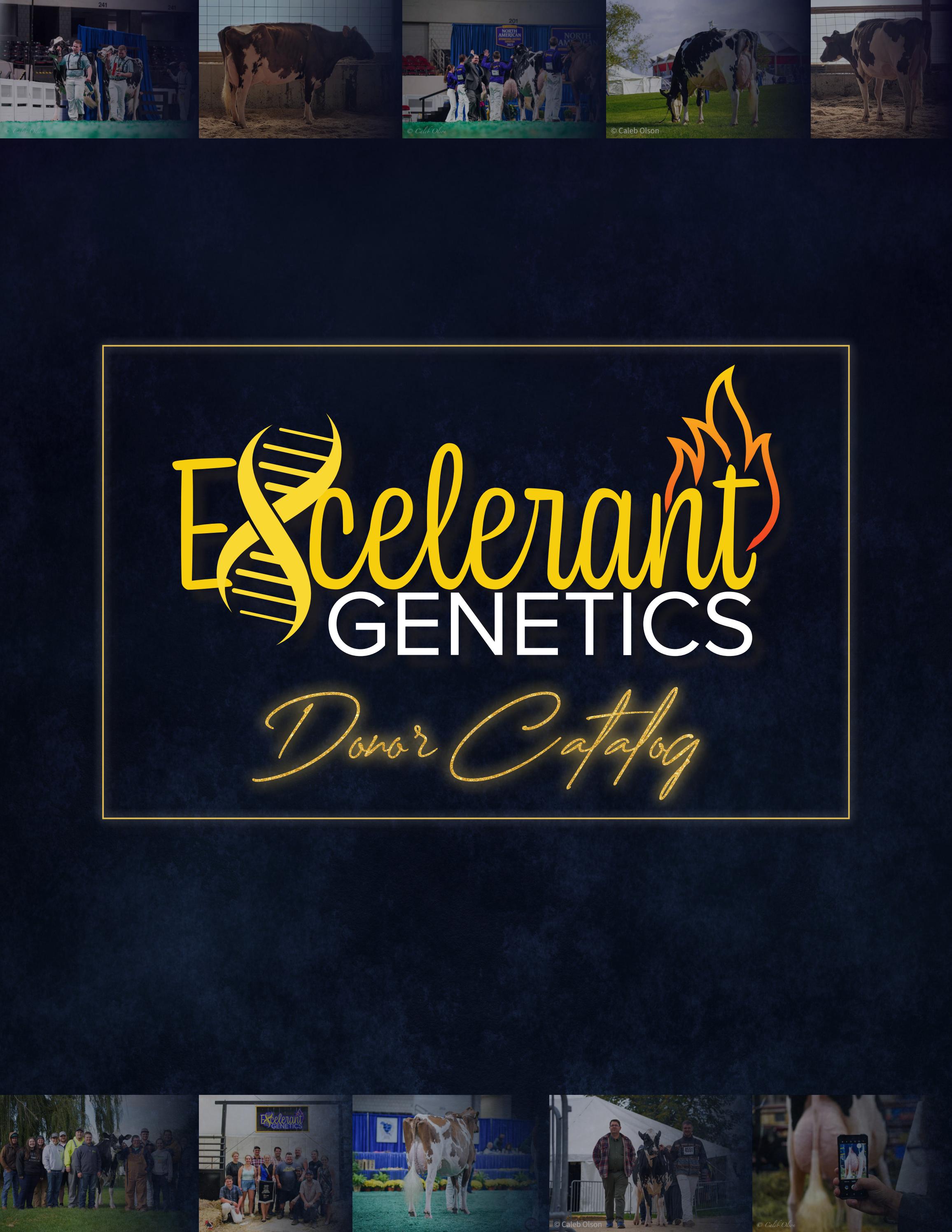 Excelerant Donor Catalog by katelynm.poitras Issuu
