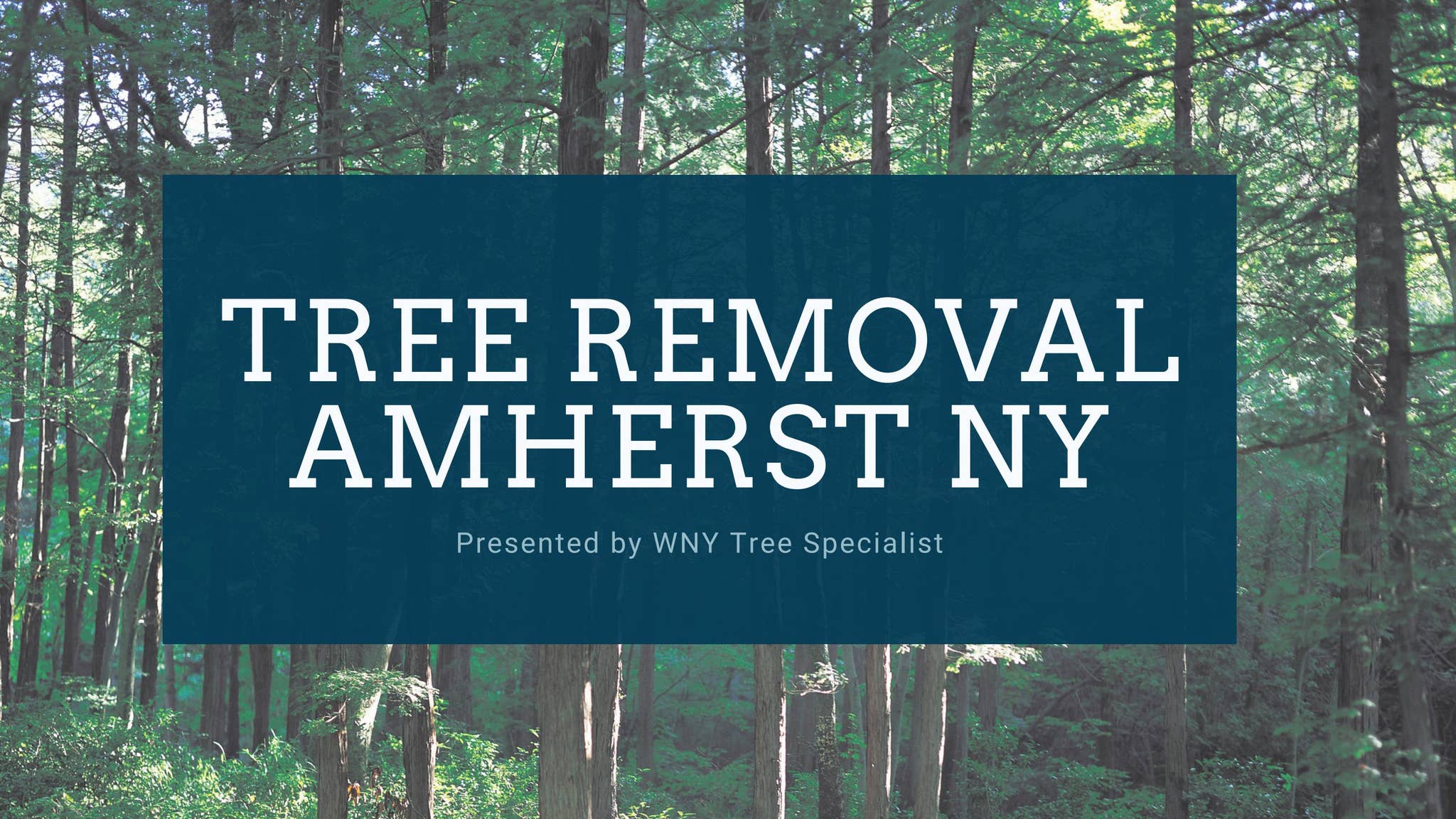 Tree Removal Amherst NY by WNY treespecialists - Issuu