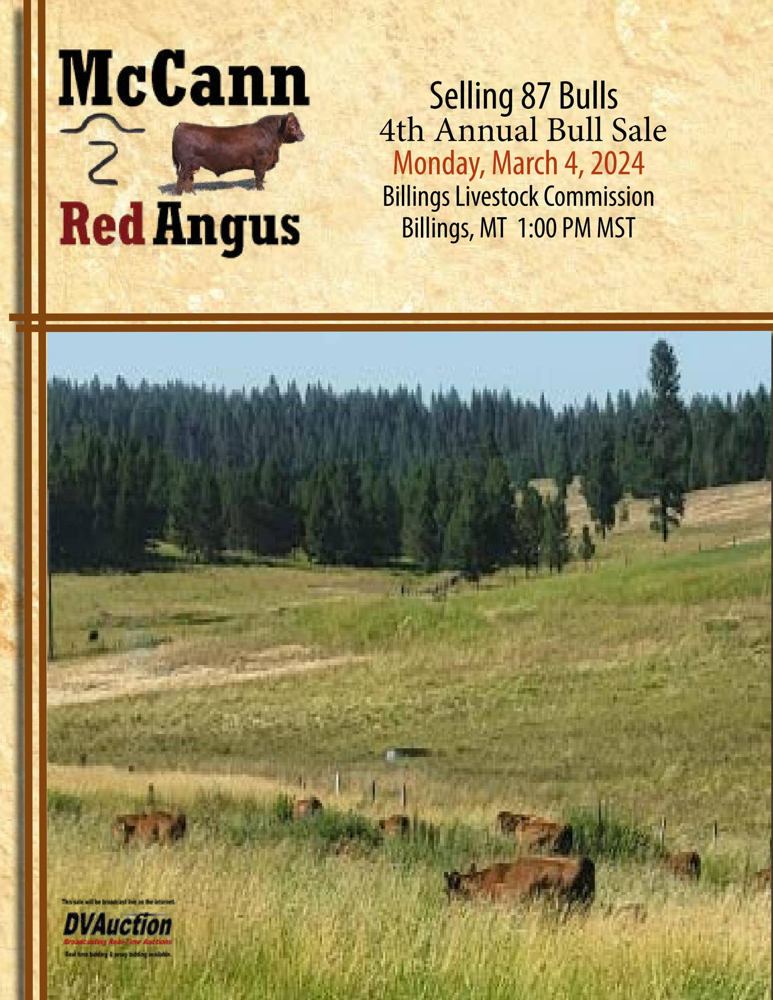 McCann Red Angus Sale Catalog 2024 by PeltonLivestock Issuu