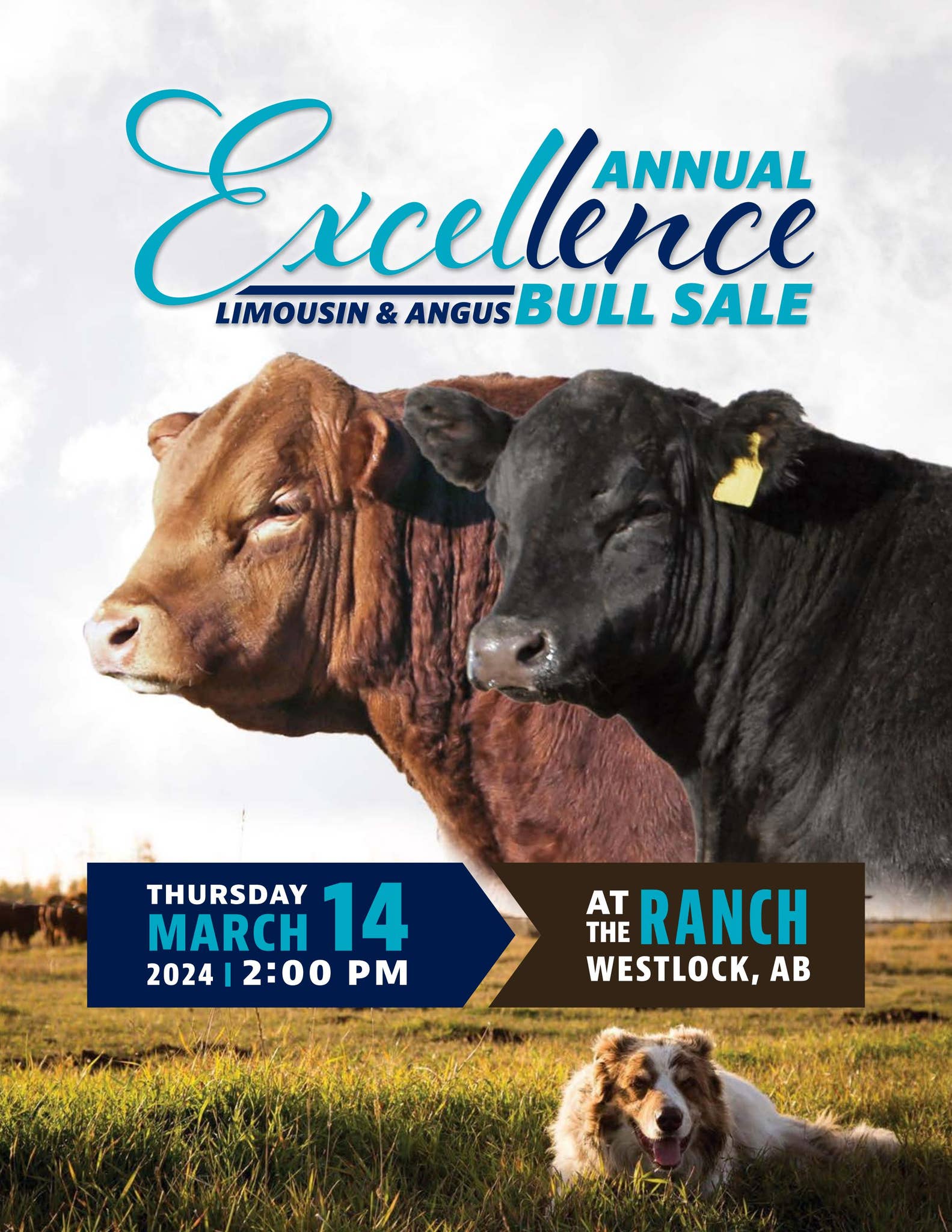 Excel Ranch 2024 EXCELLENCE Limousin & Angus Bull Sale - Westlock, AB ...
