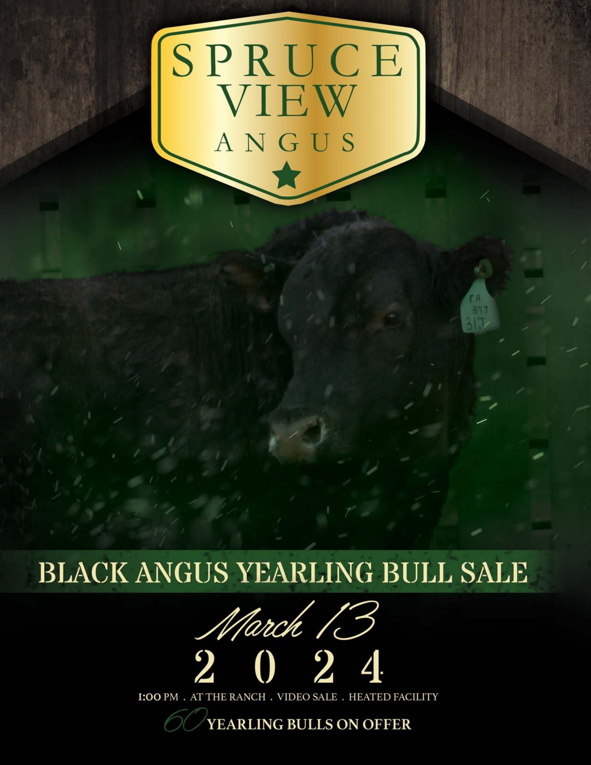 2024 Spruce View Angus Bull Sale by Castlerock Marketing Issuu