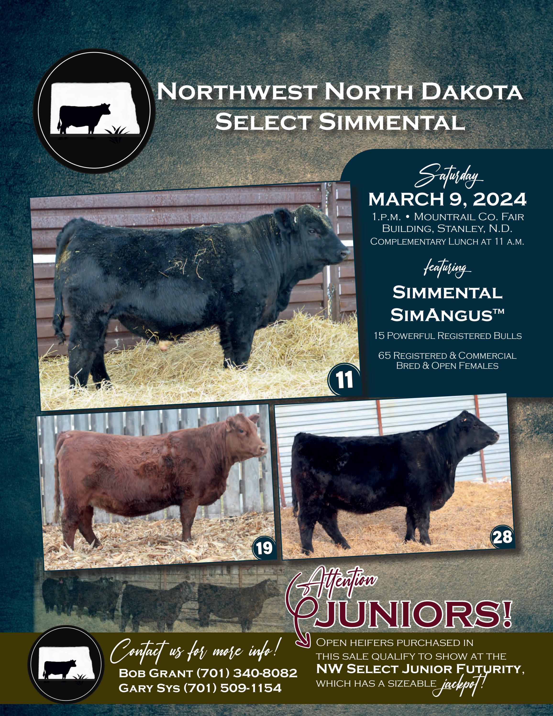 Northwest North Dakota Select Simmental Production Sale by