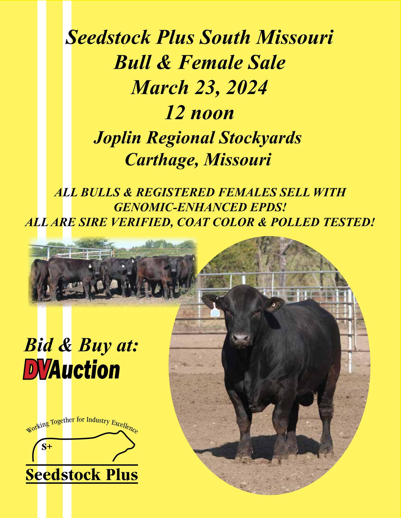 Seedstock Plus South Missouri Bull & Female Sale by American Gelbvieh ...