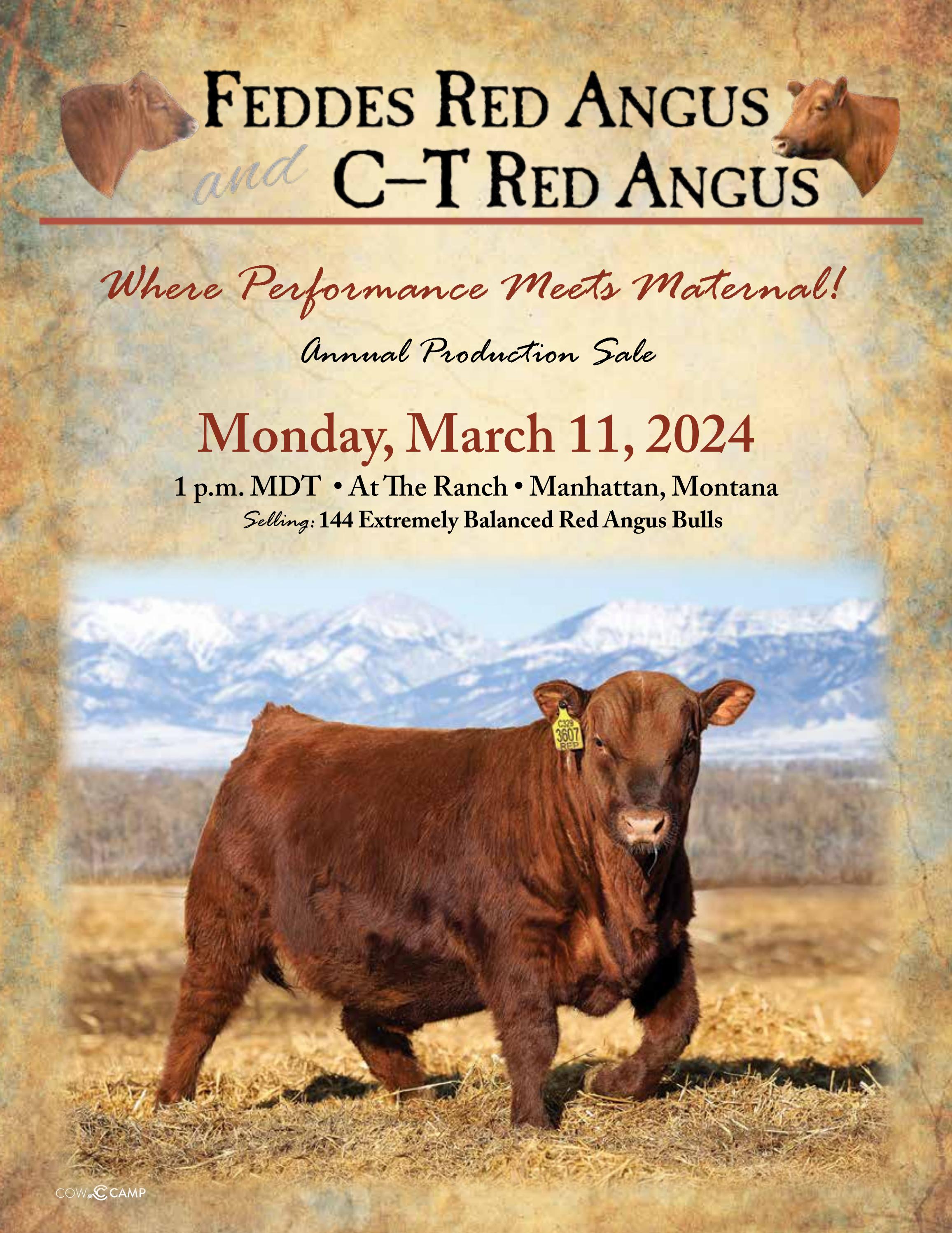 Feddes Red Angus Sale Catalog 2024 by PeltonLivestock Issuu