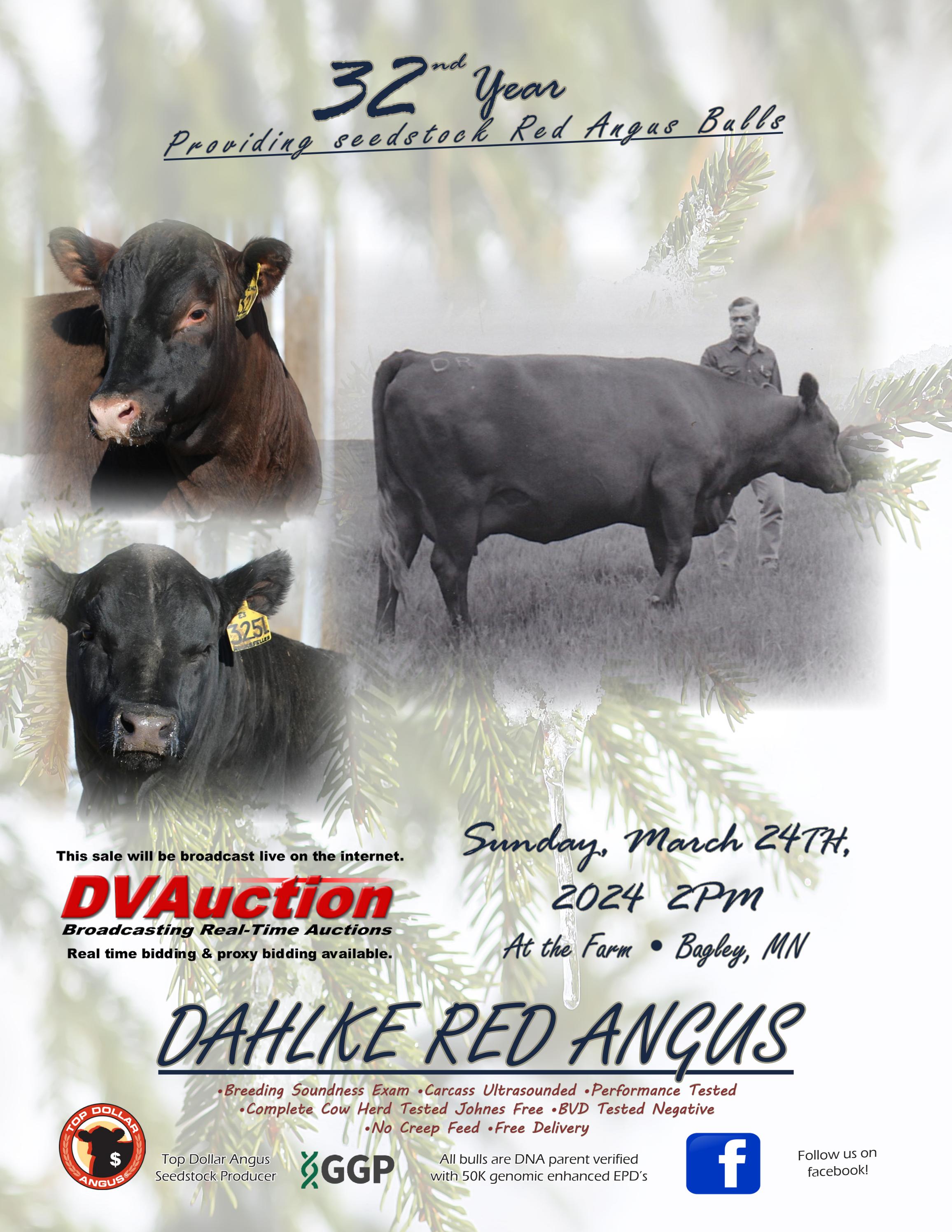Dahlke Red Angus 2024 by dahlkerancher Issuu
