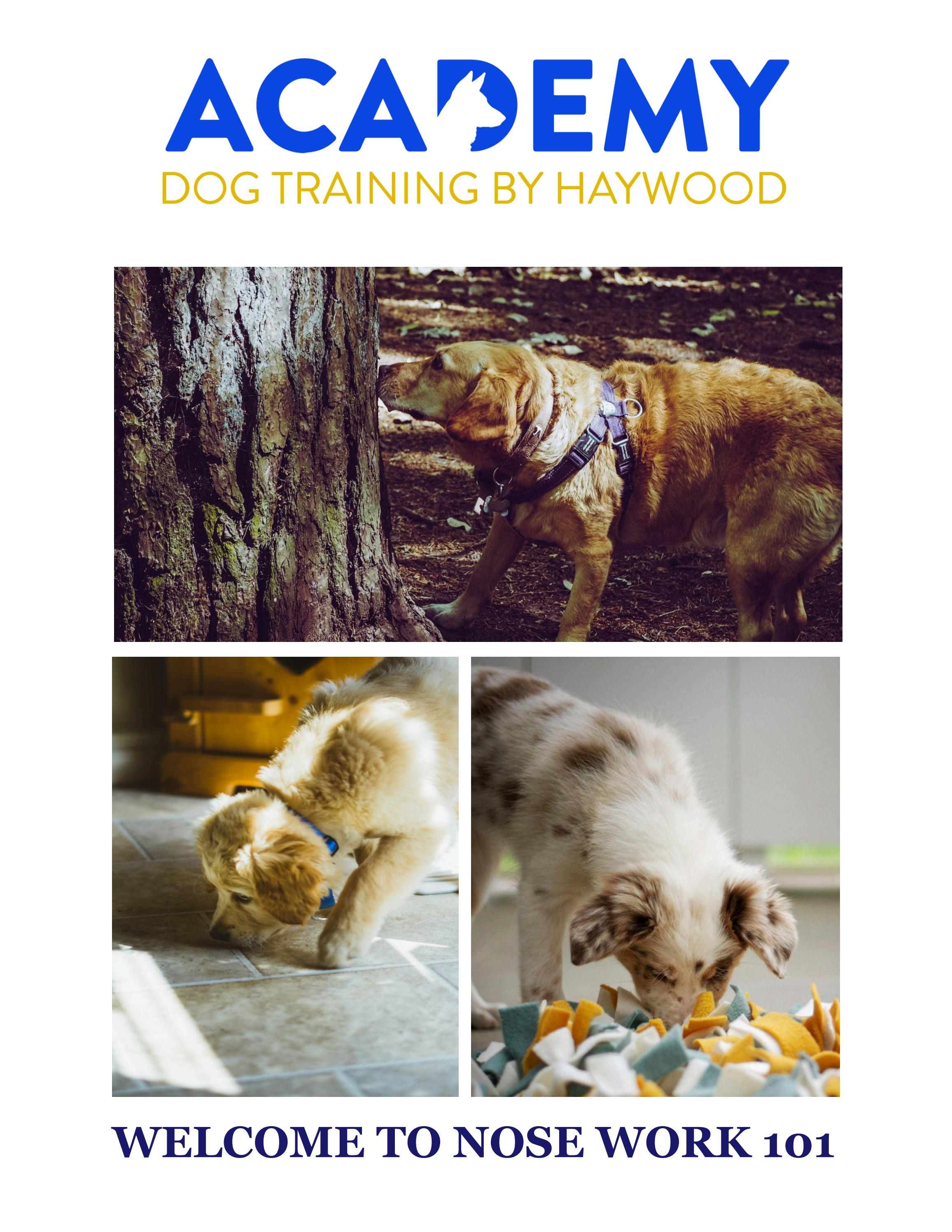 to Nose Work 101 by Academy Dog Training By Haywood Issuu