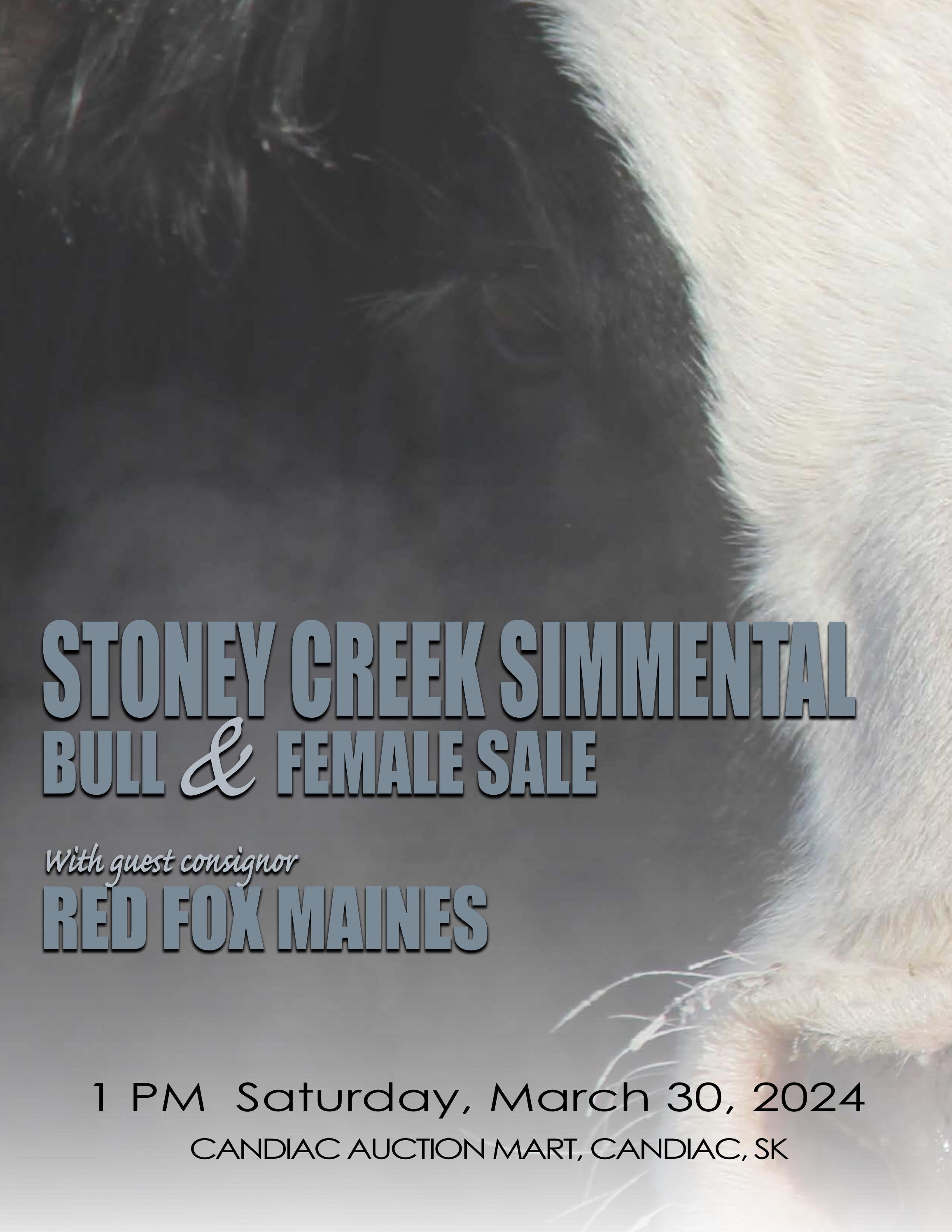 Stoney Creek Simmental Bull & Female Sale with Guest Red Fox Maines