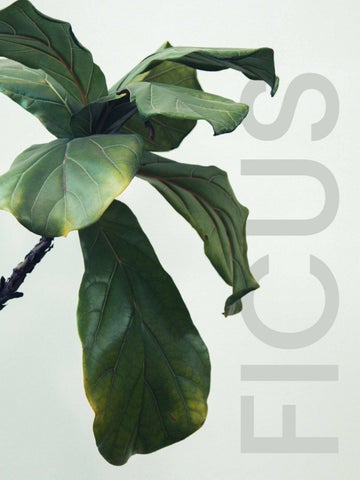 家具目录 Plantas × Macetas 2024 第 12 页