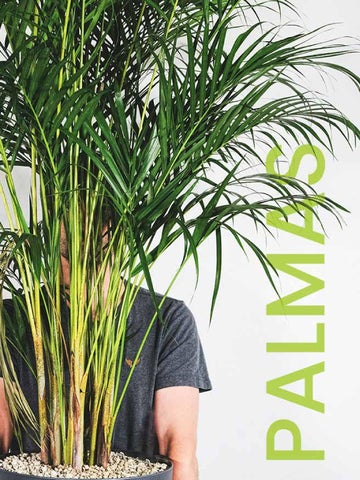 家具目录 Plantas × Macetas 2024 第 5 页