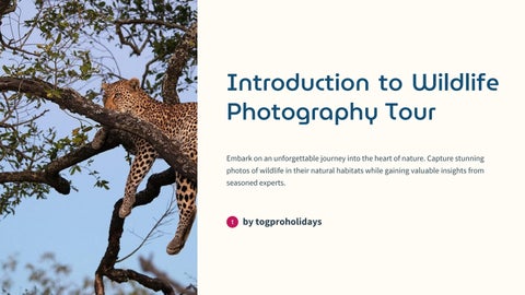 Unleash Your Inner Explorer: Wildlife Photography Tours That Transcend Boundaries