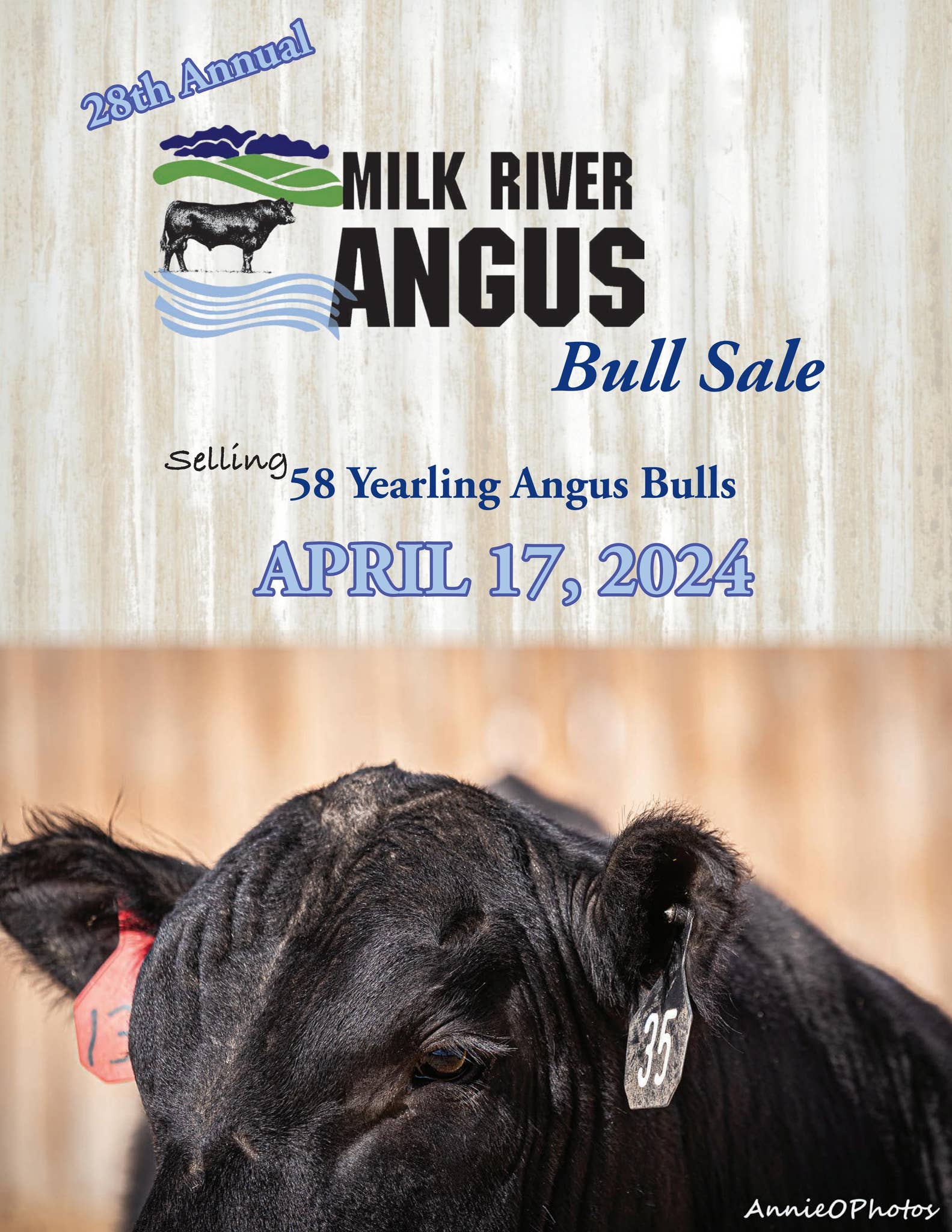 Milk River Angus Association Sale Catalog 2024 by PeltonLivestock Issuu