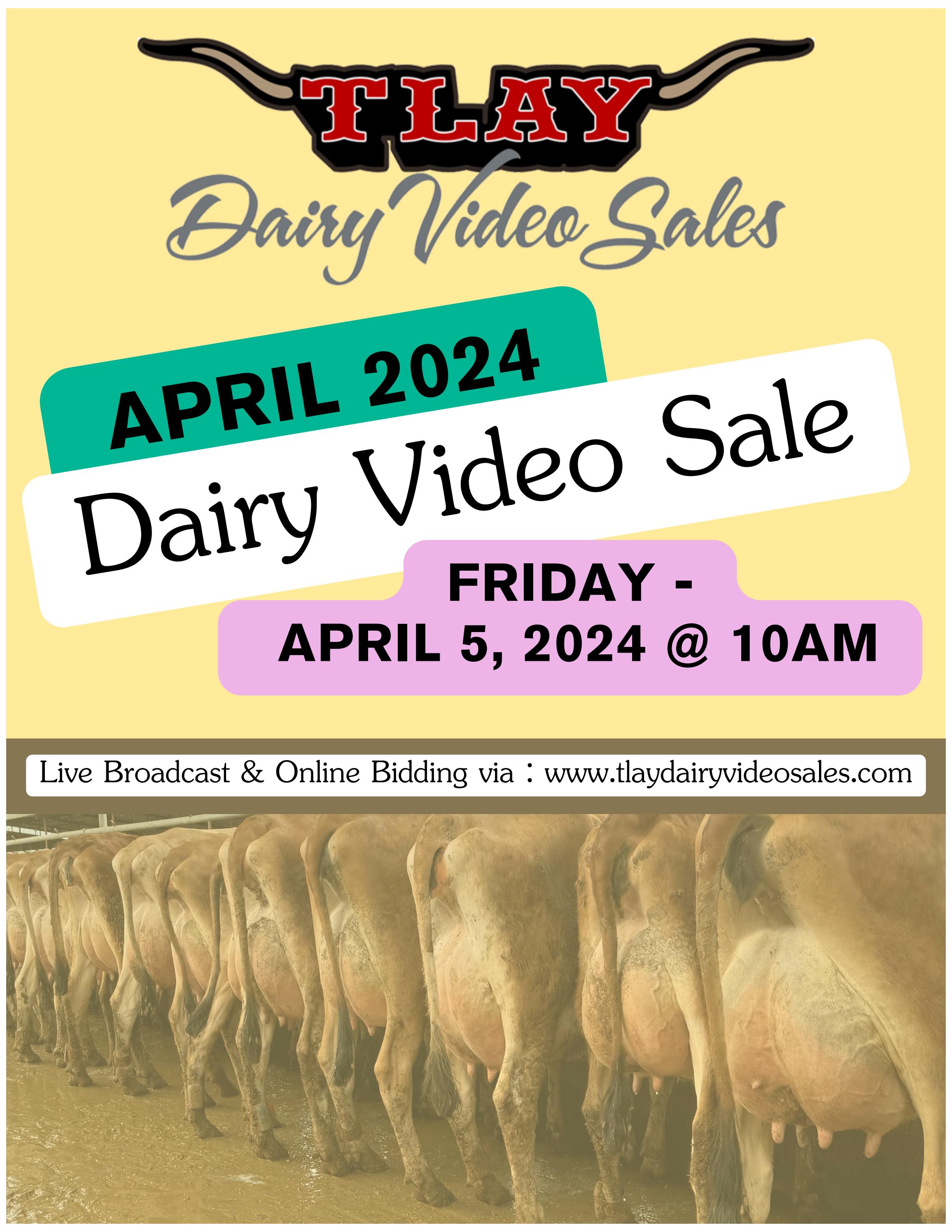 APRIL 2024 DVS CATALOG by TURLOCK LIVESTOCK AUCTION YARD Issuu