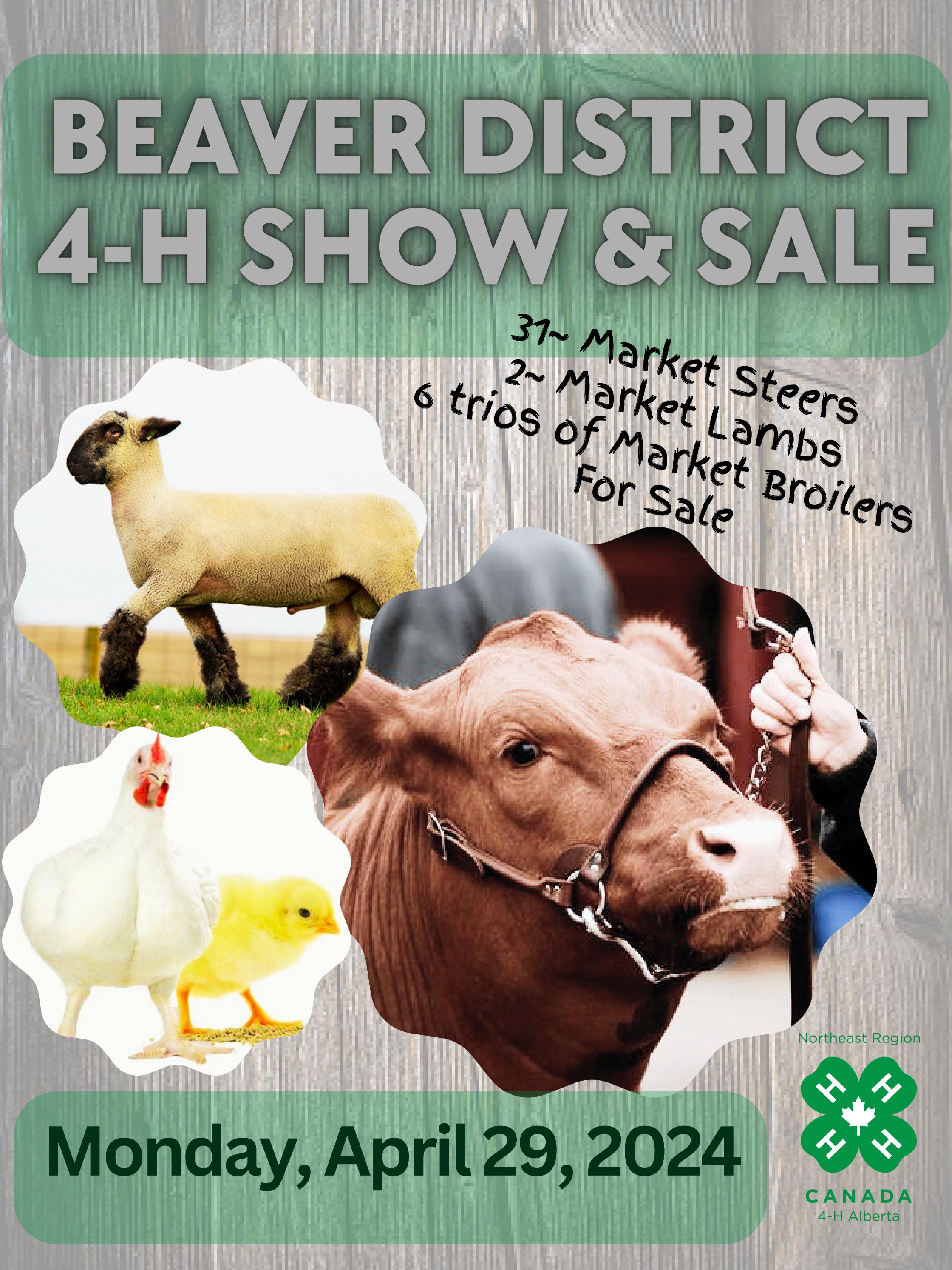 2024 Beaver District 4H Catalog by Charolais Banner Issuu