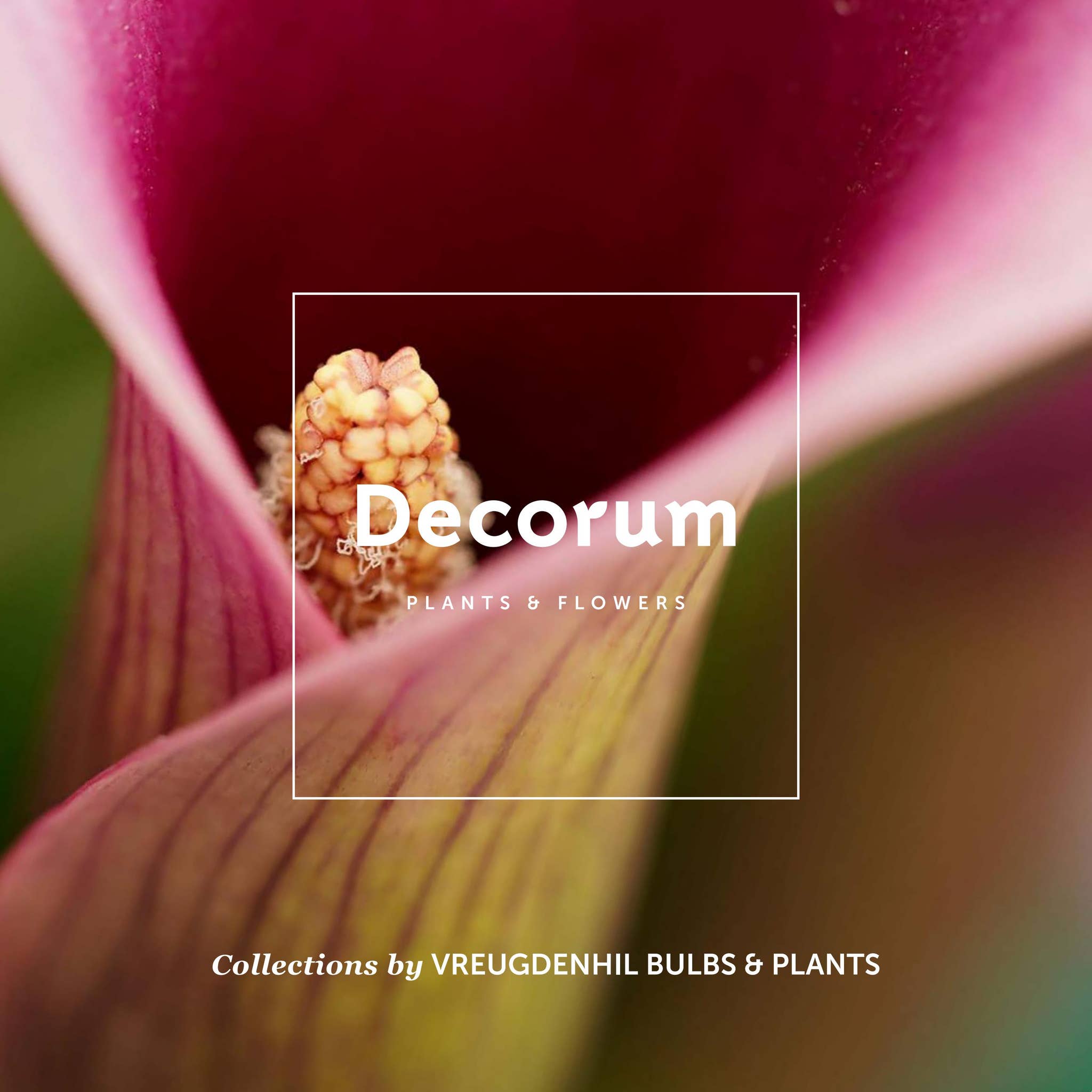 Decorum | Calla Zantedeschia catalogus 2024 | Vreugdenhil Bulbs & Plants by  Vreugdenhil Bulbs & Plants - Issuu