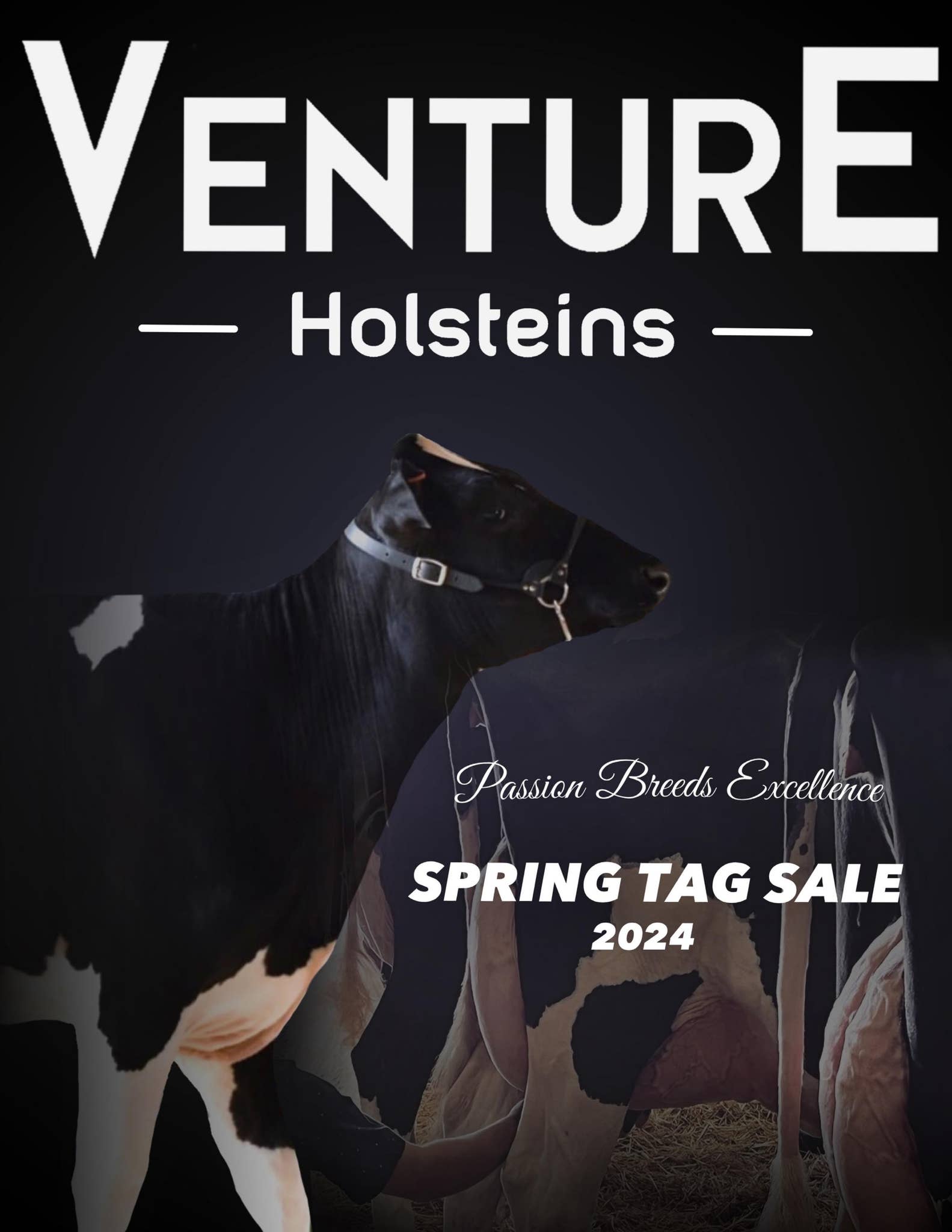 Austin Ripp Venture Holsteins Tag Sale 2024 by Austin Ripp - Issuu